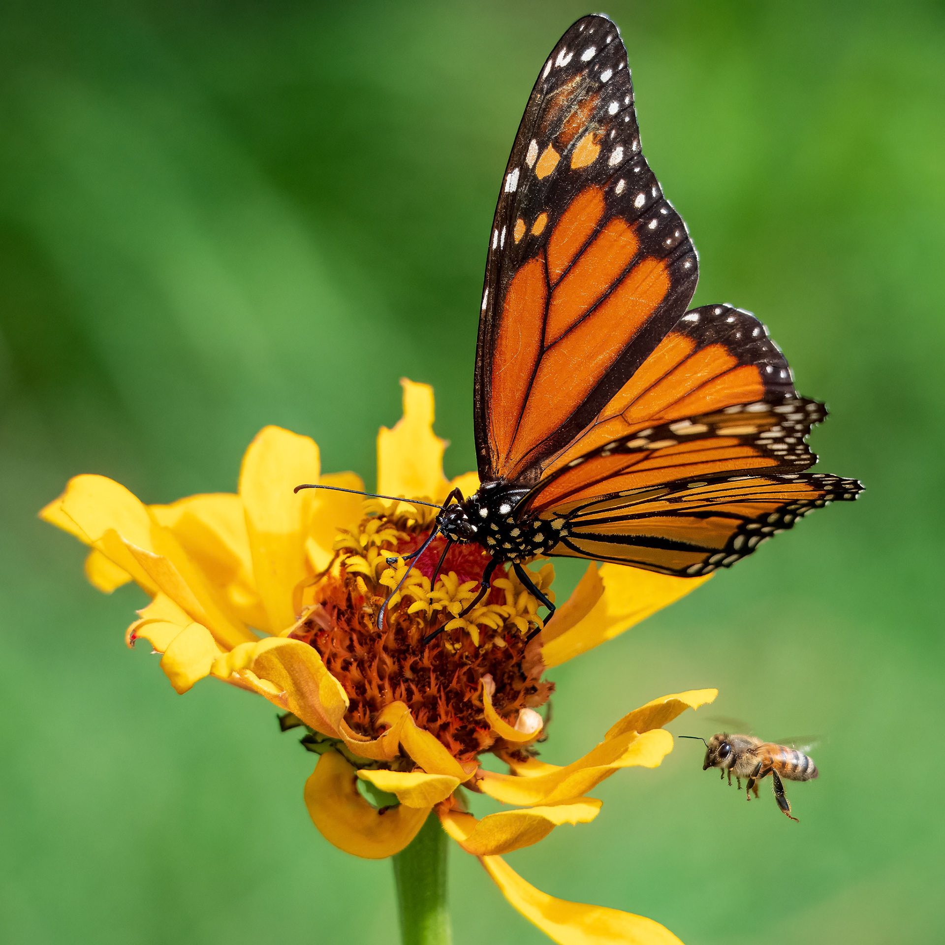24811-224 Monarch + Bee