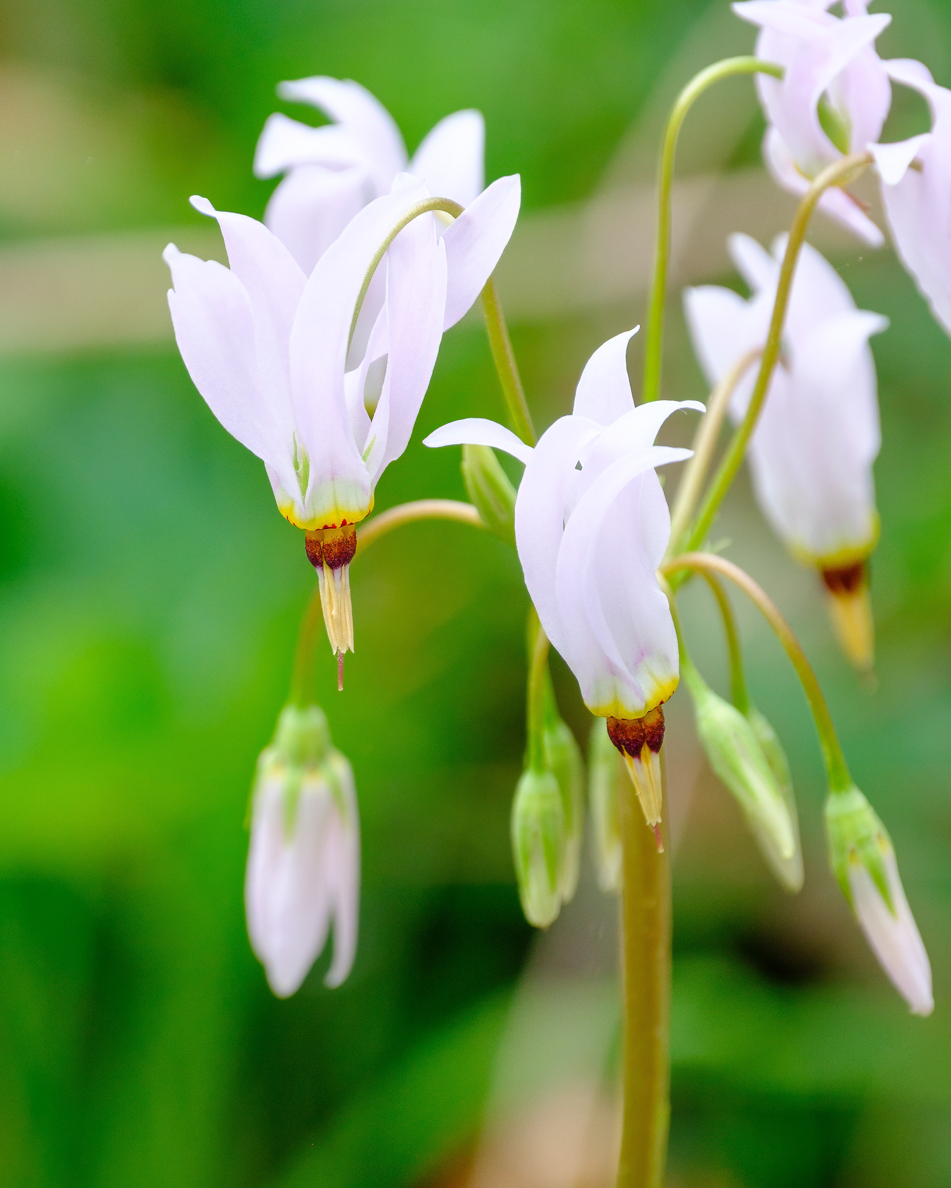 250504-137 Eastern Shooting Star (Primula meadia)