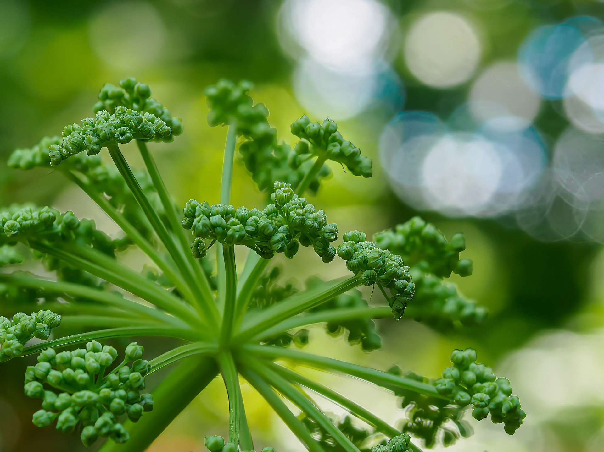 24608-015 Purple Stemmed Angelica (Angelica atropurpurea)