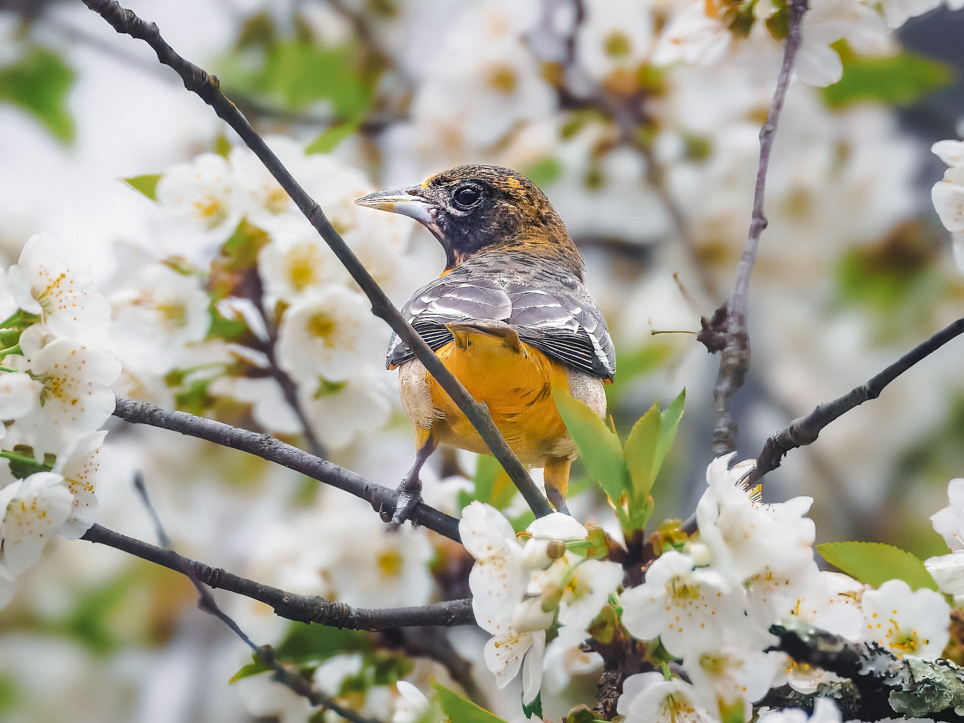 24501-033 Baltimore Oriole