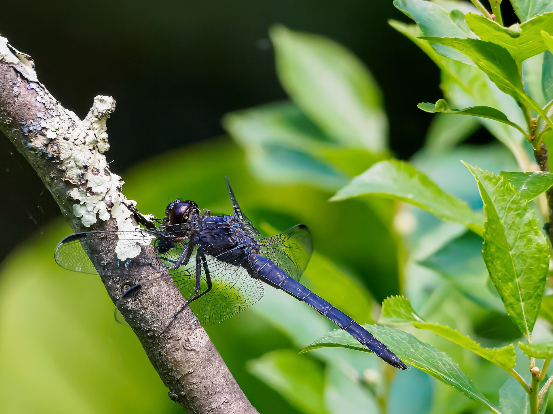24610-108 Dragonfly