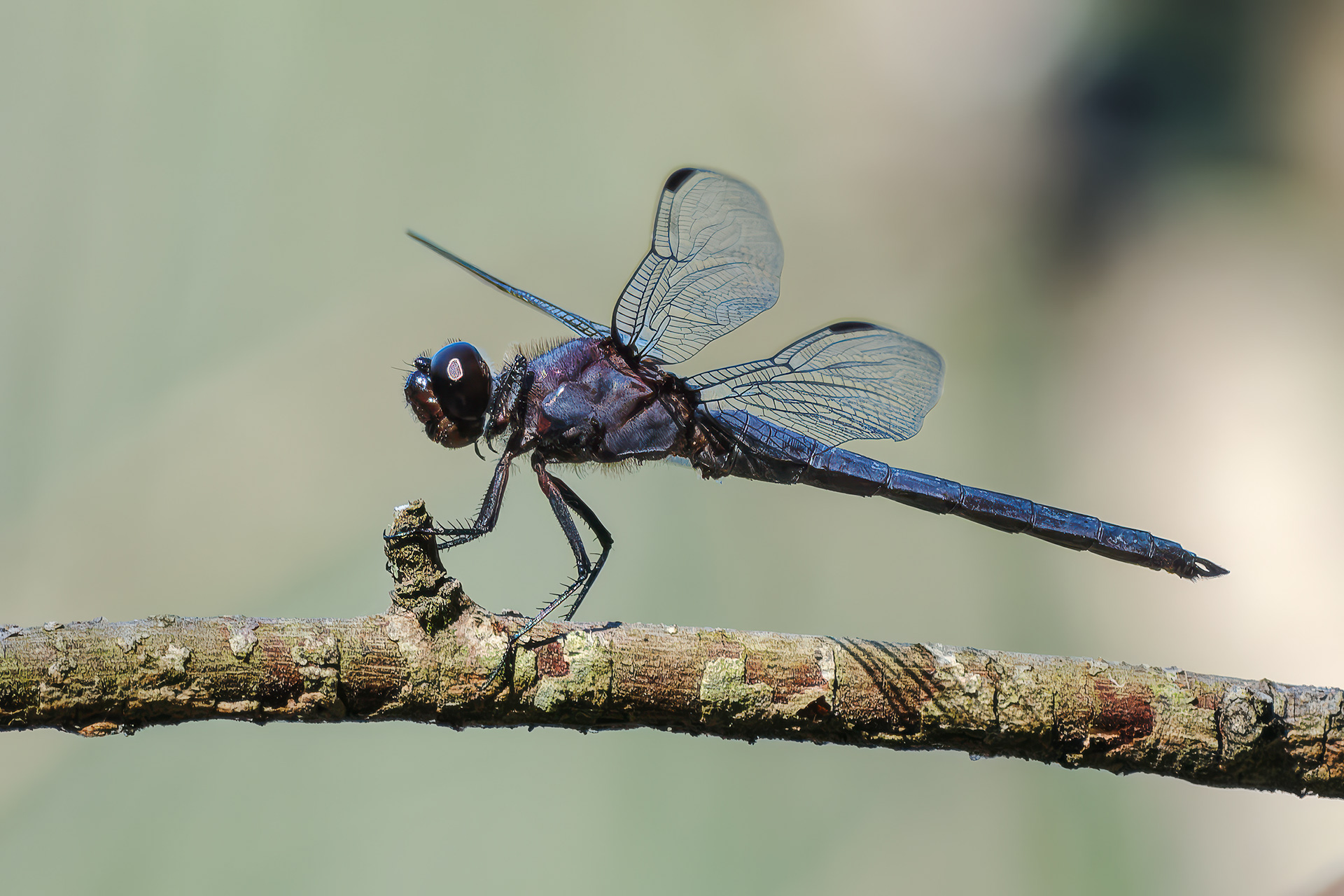 250808-495 Slaty Skimmer (Libellula incesta)