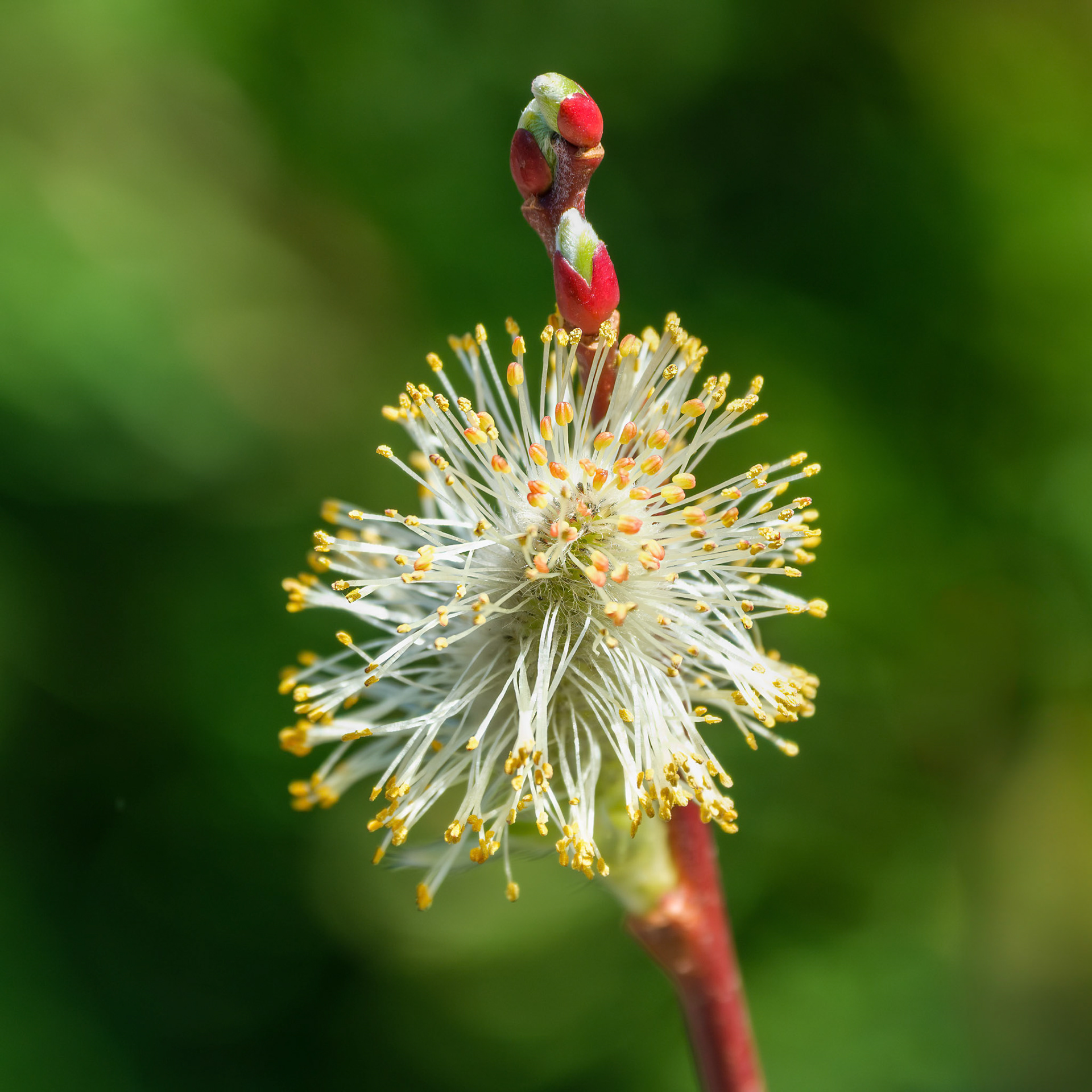 250417-274 Willow (Salix)