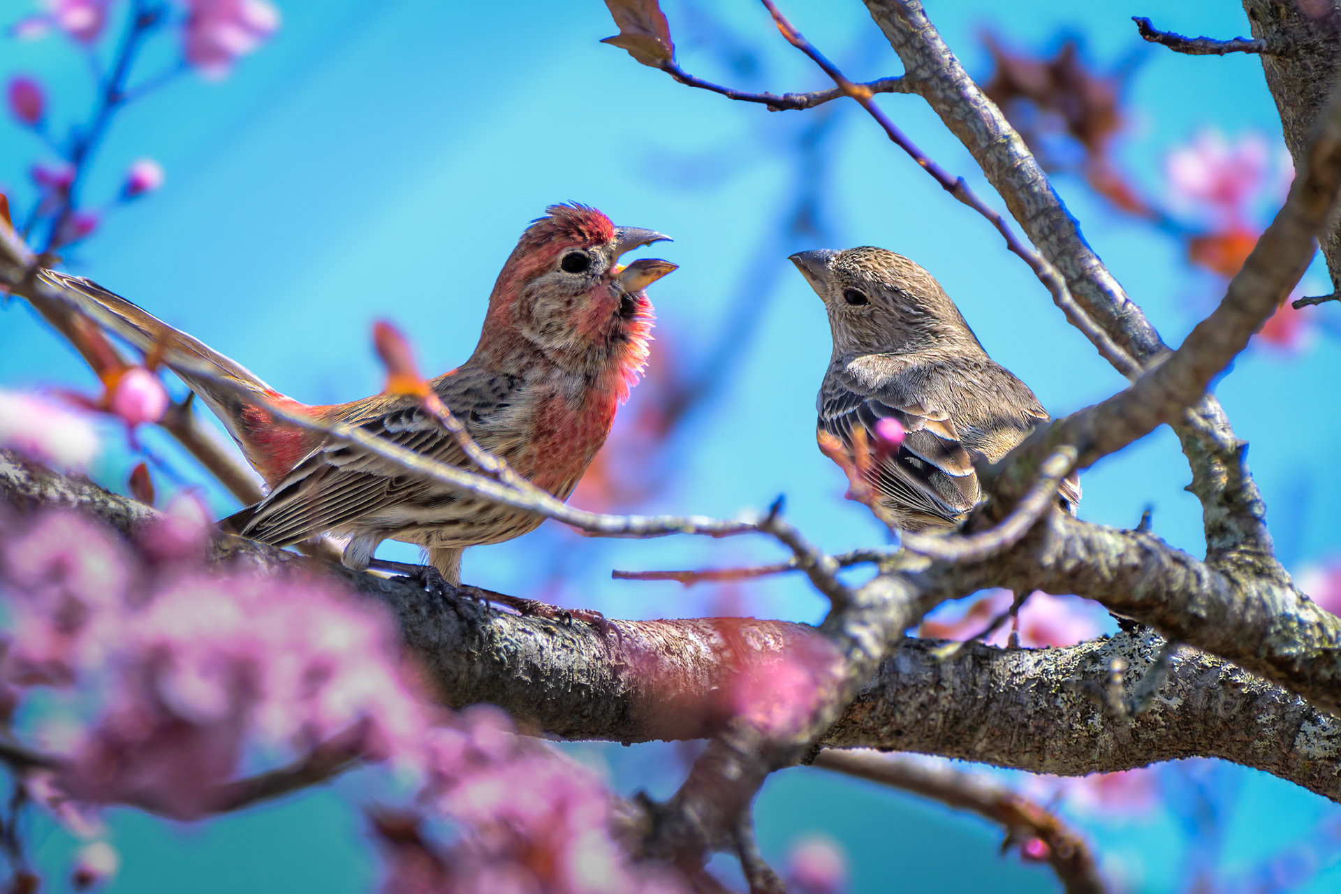 250423-611 Finch Talk