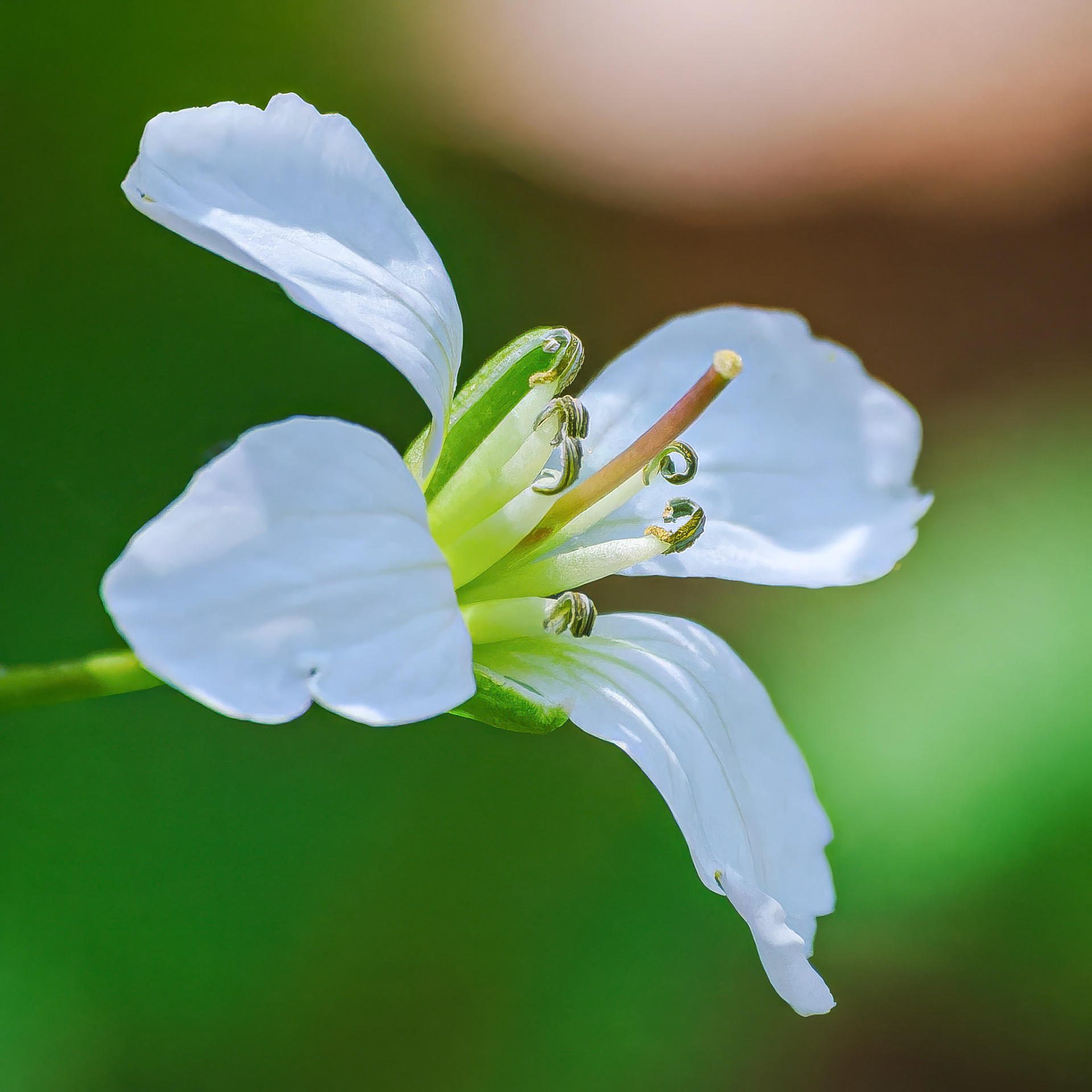 250429-857 Bittercresses and Toothworts (Genus Cardamine)