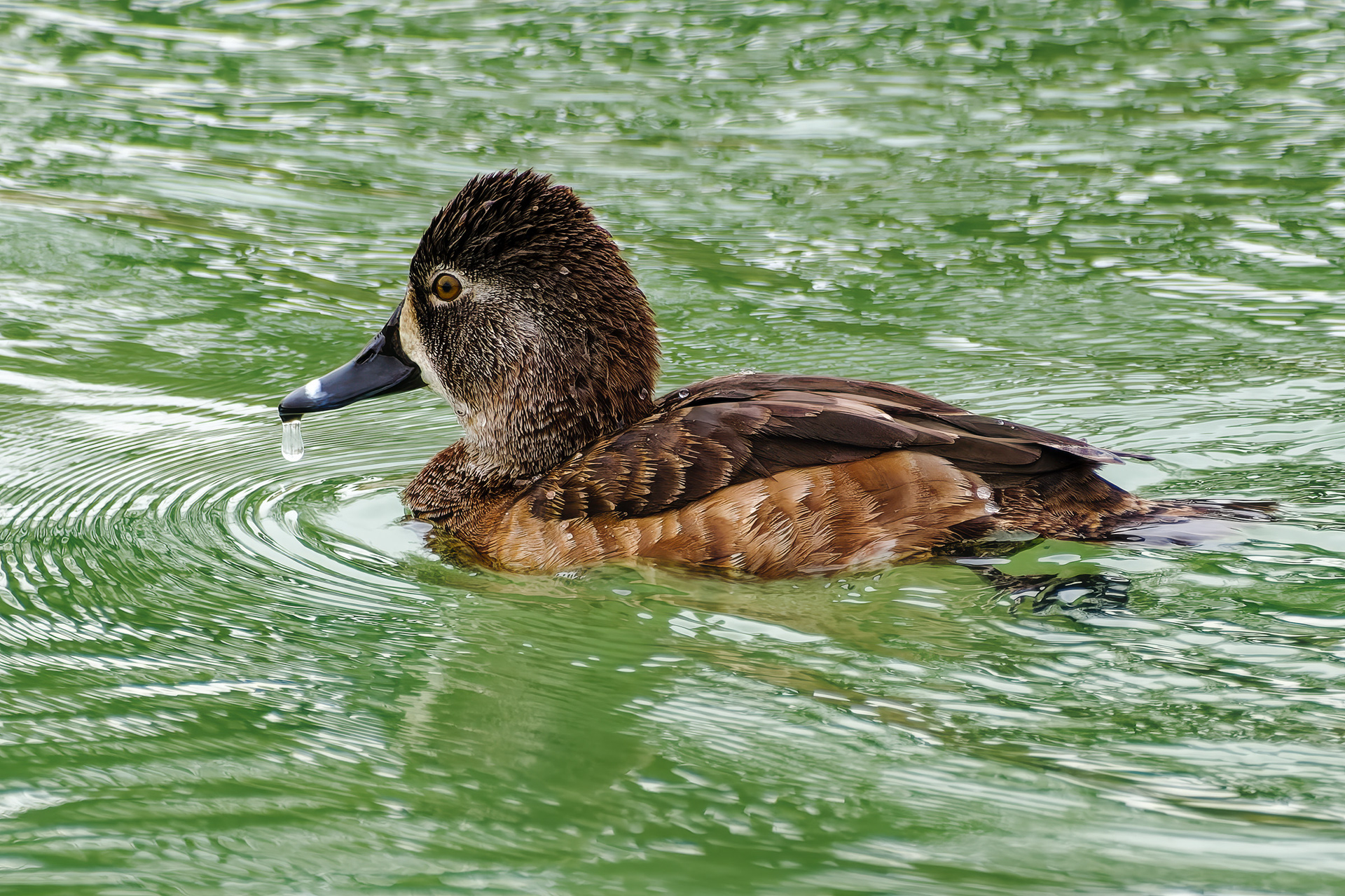 260216-809 Ring-necked Duck (Aythya collaris)