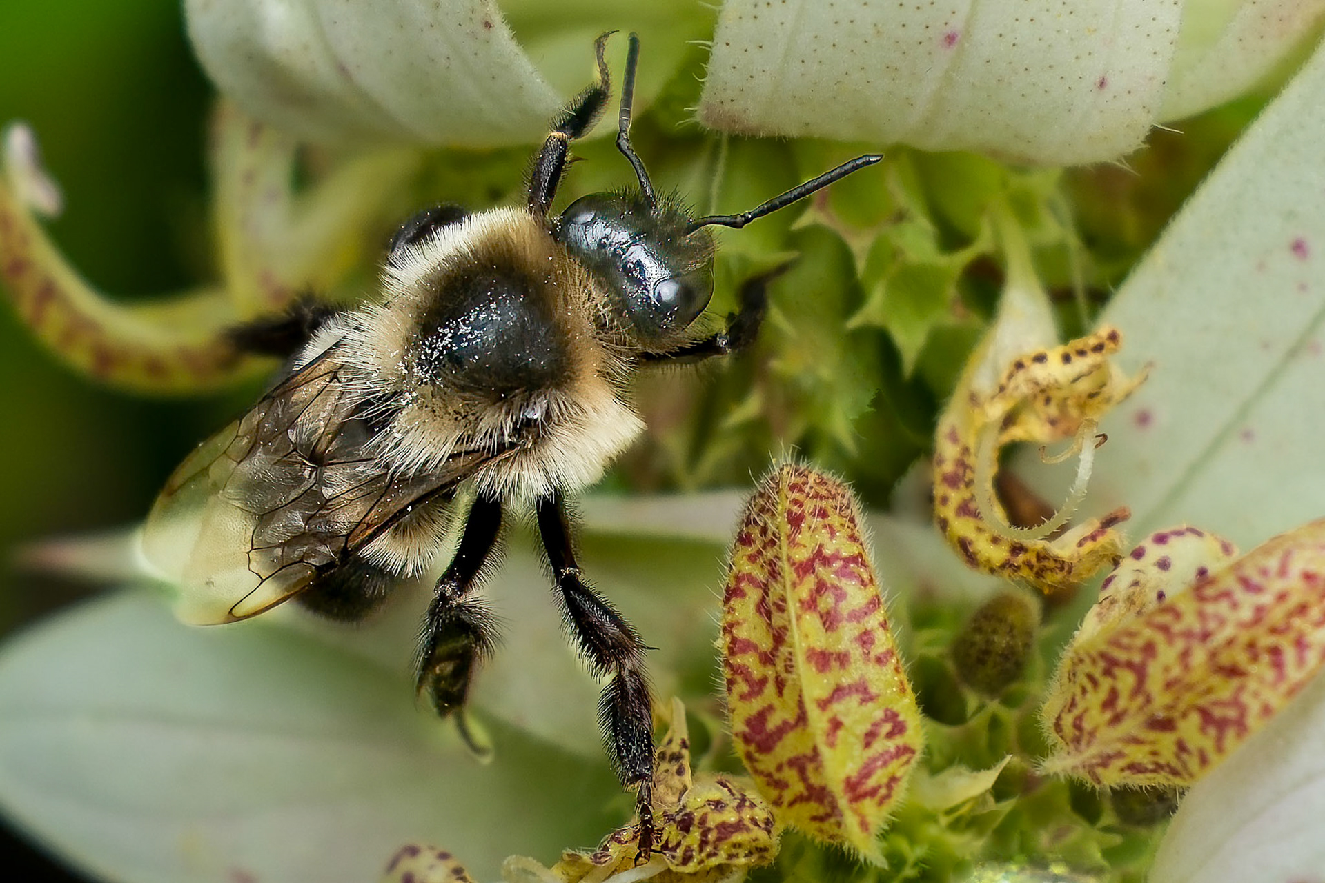 240820-019 Bee on Spotted Beebalm