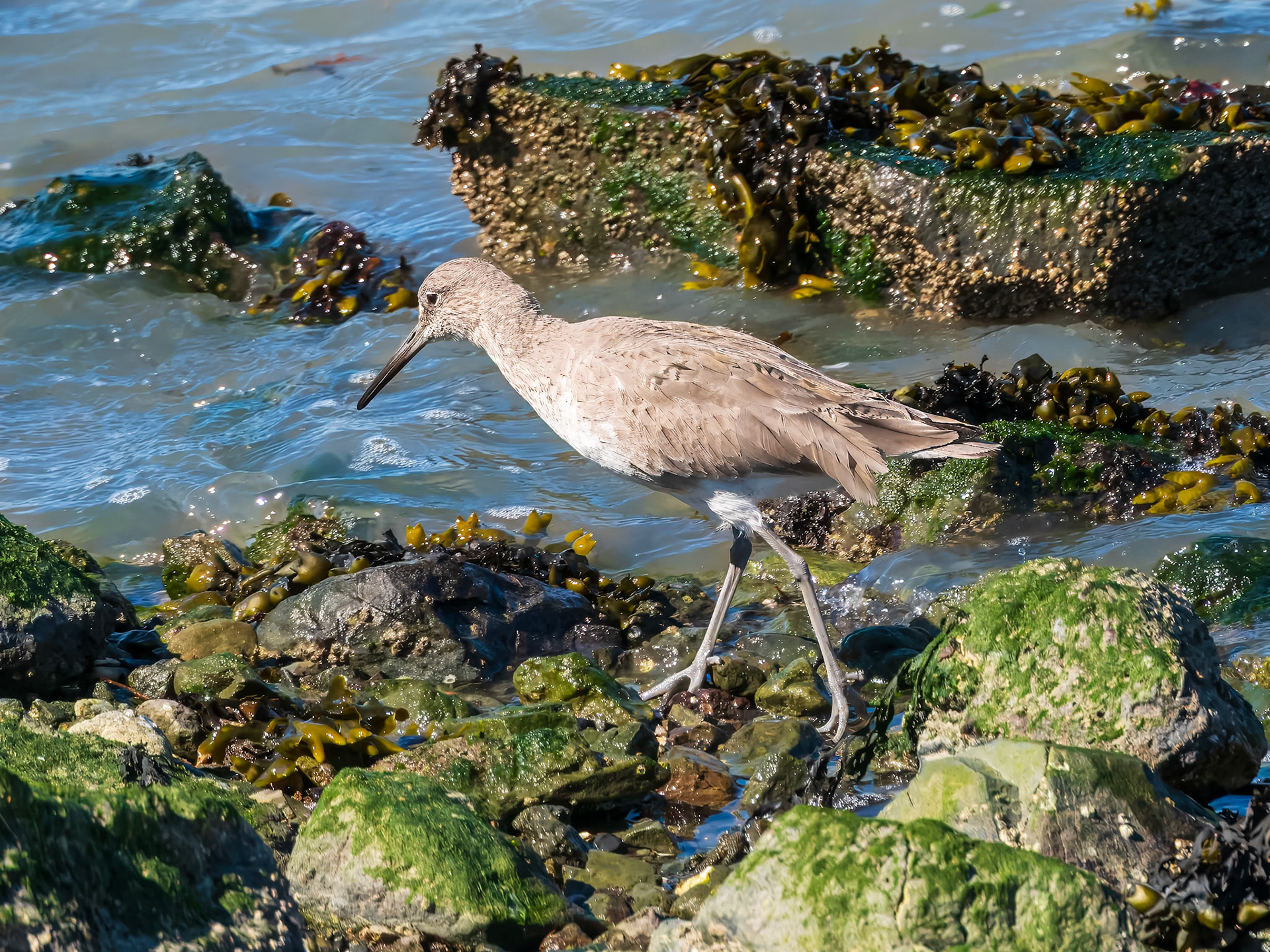 24315298 Willet
