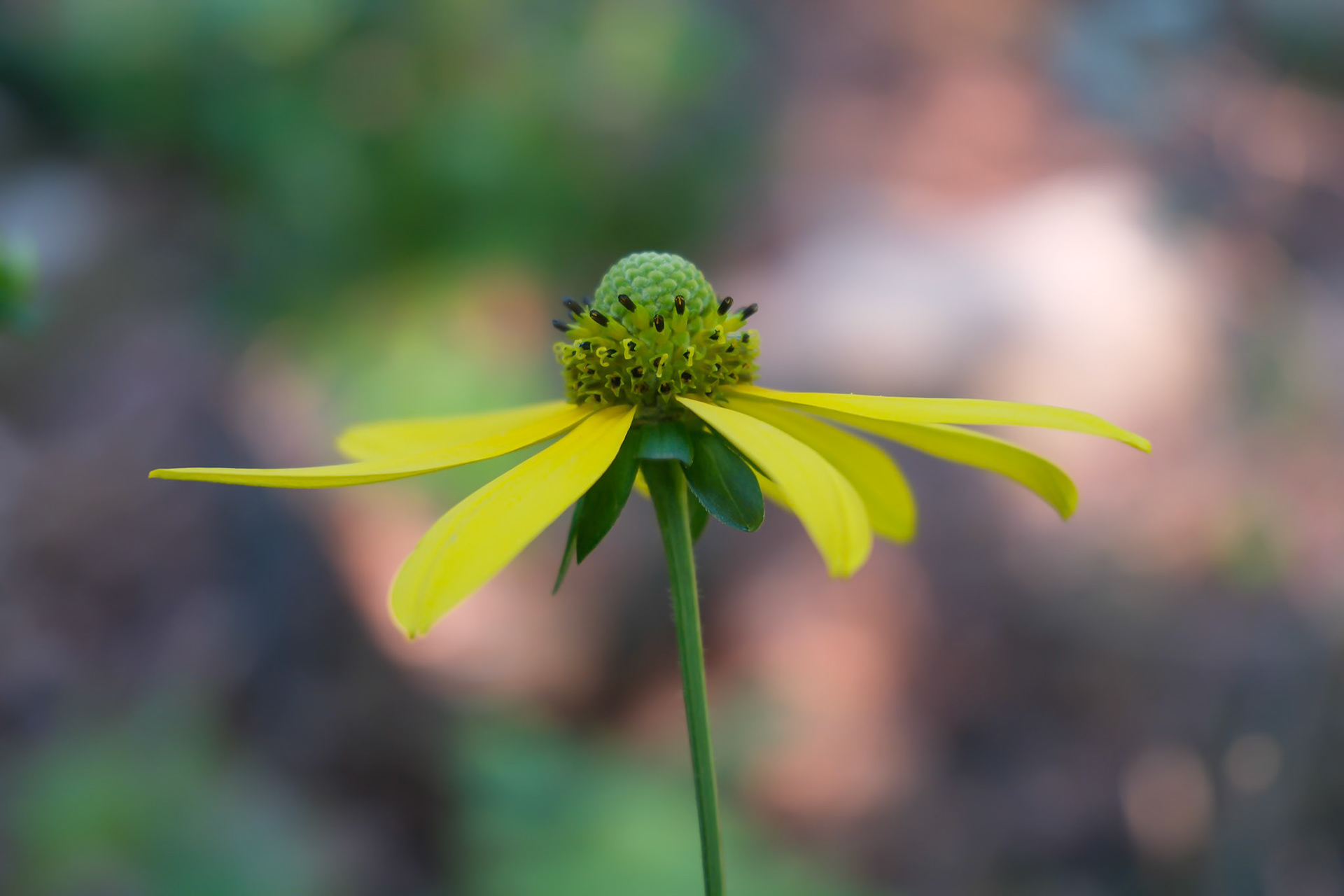 240830-264 Cutleaf Coneflower (Rudbeckia laciniata)