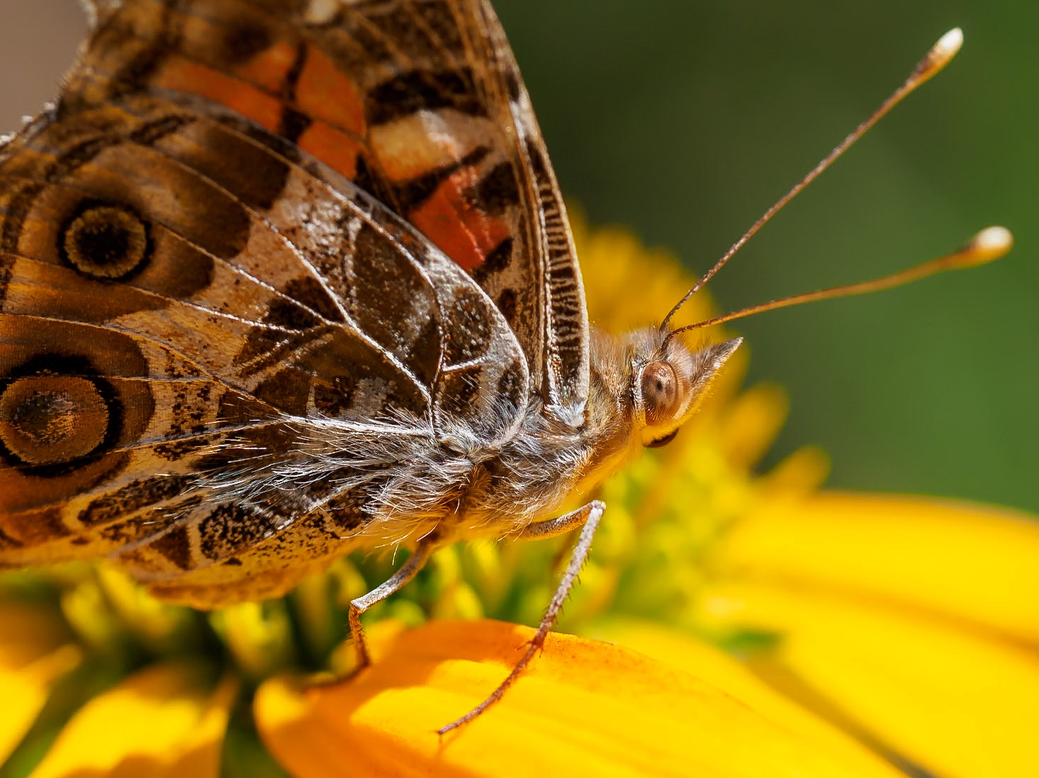 17709057 Delicate Eye