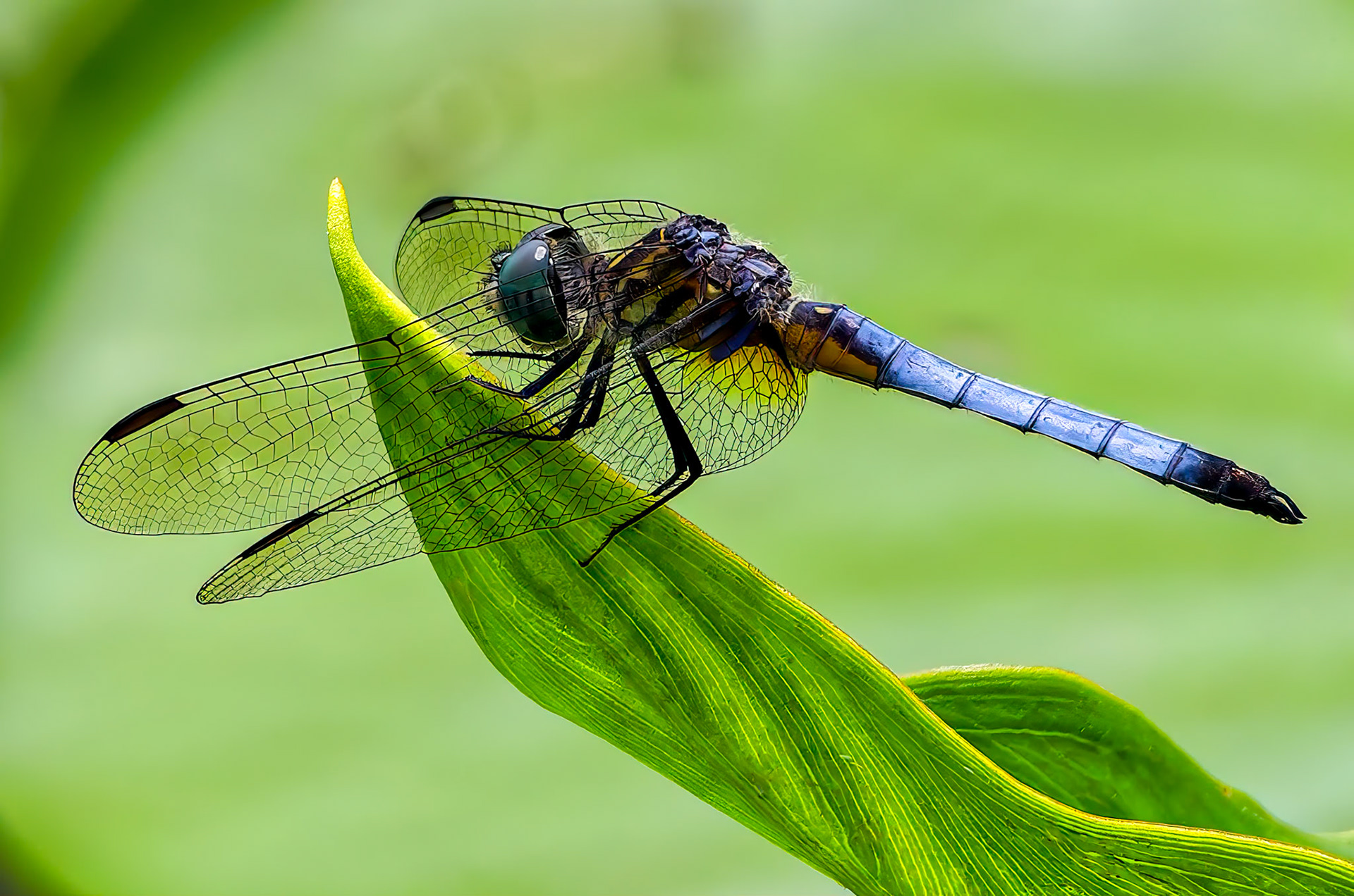 Not your Regular House Fly