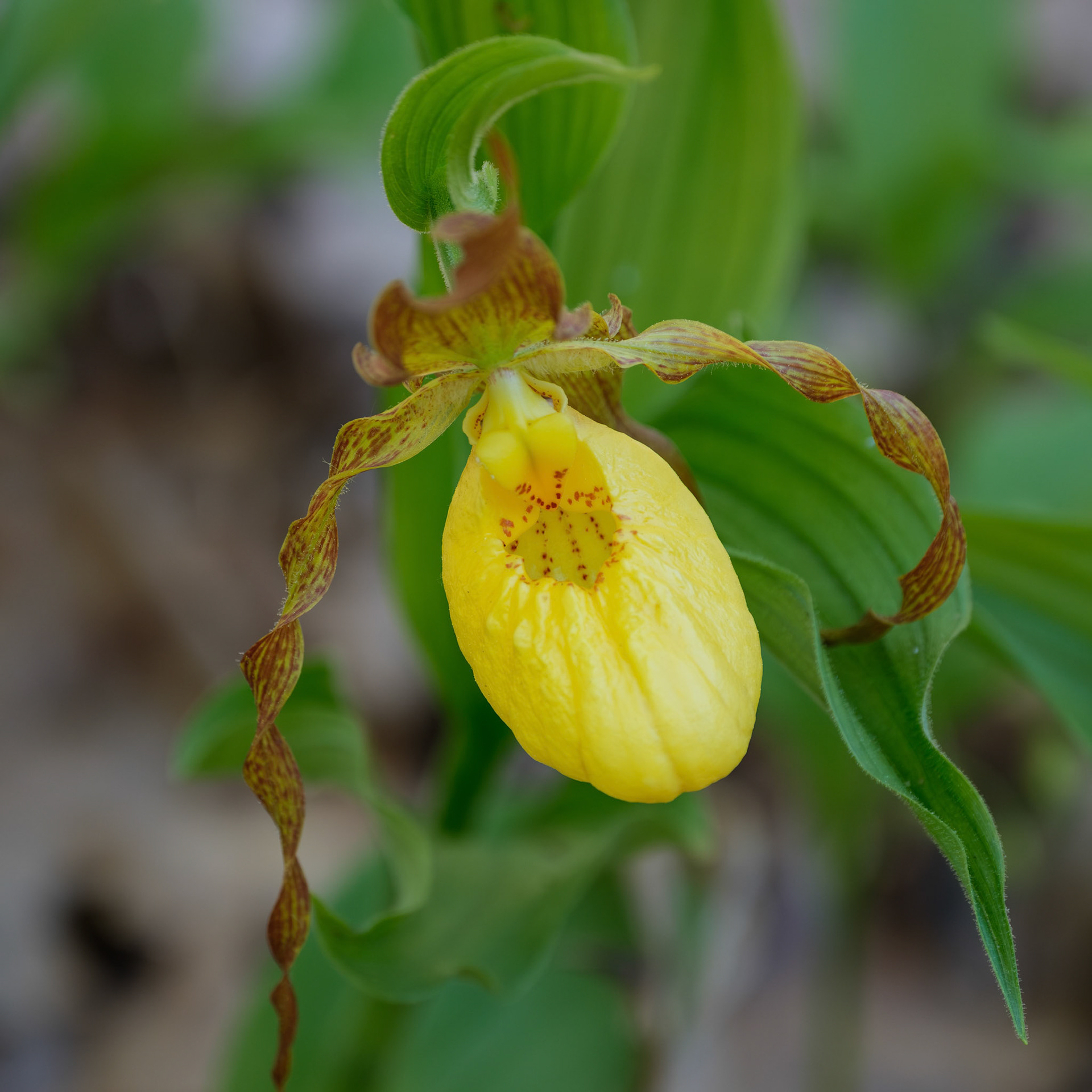 250430-949 Yellow Lady's Slipper (Cypripedium parviflorum)