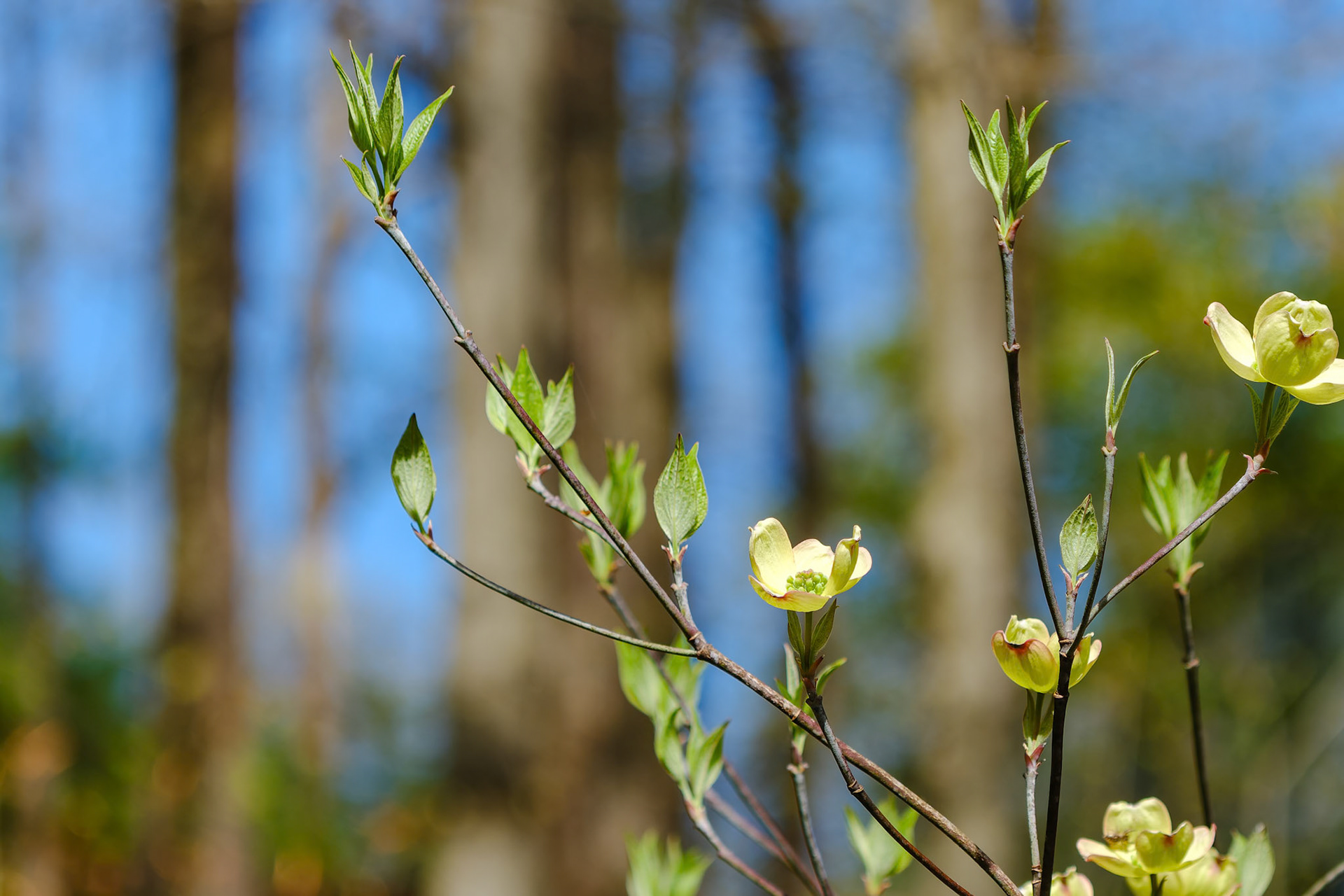 250429-862 Flowering Dogwood (Cornus florida)