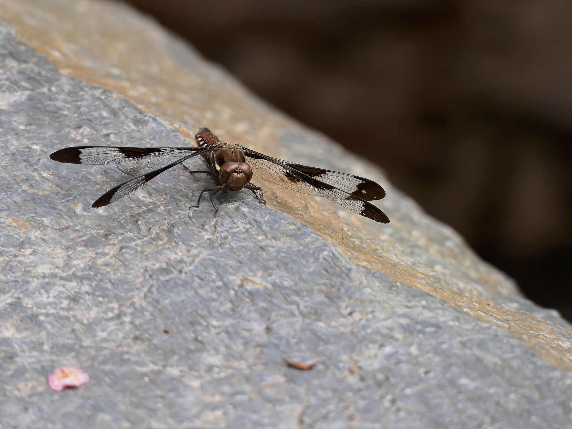 24624-080 Dragonfly