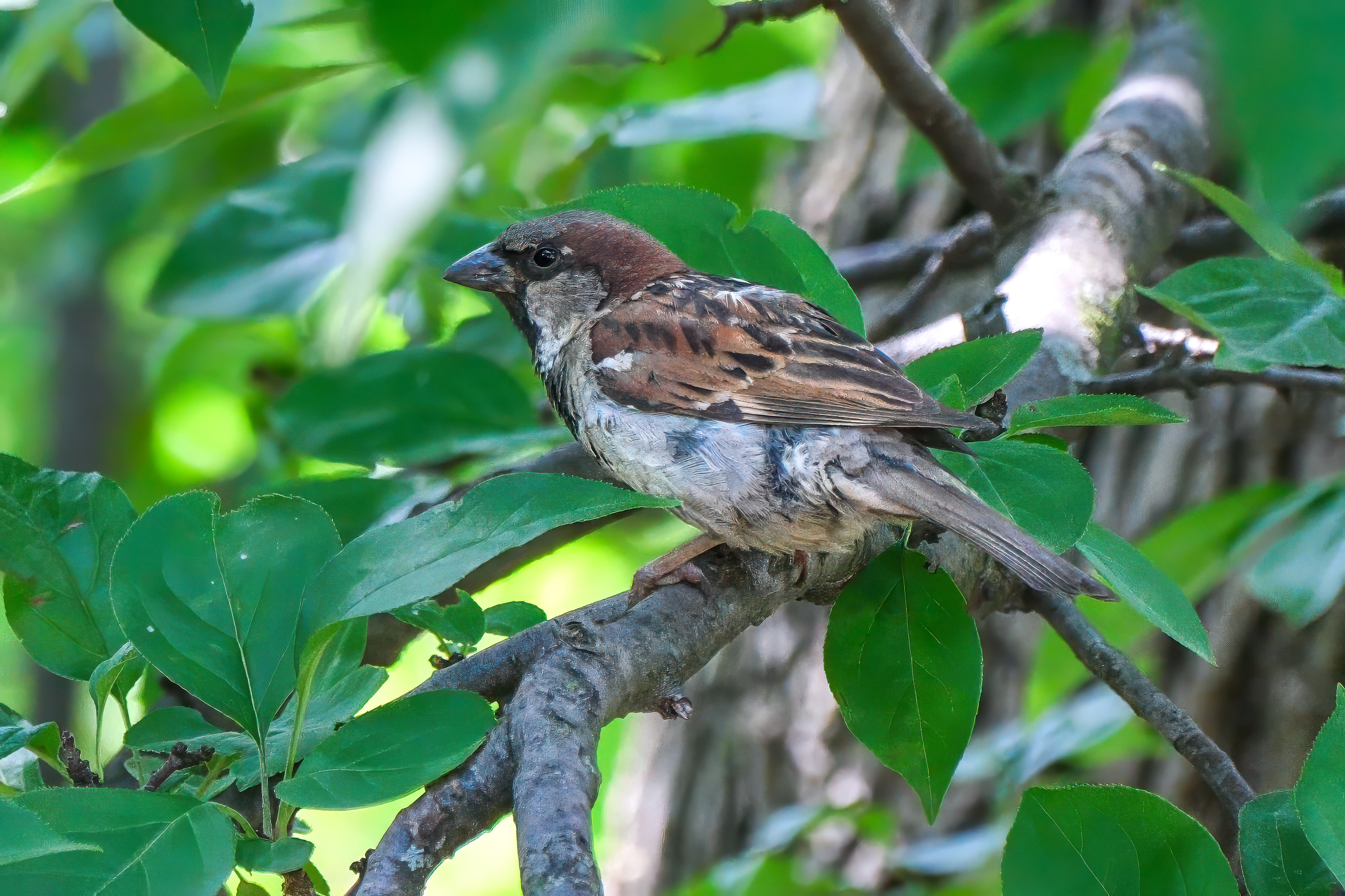 250720-212 House Sparrow (Passer domesticus)