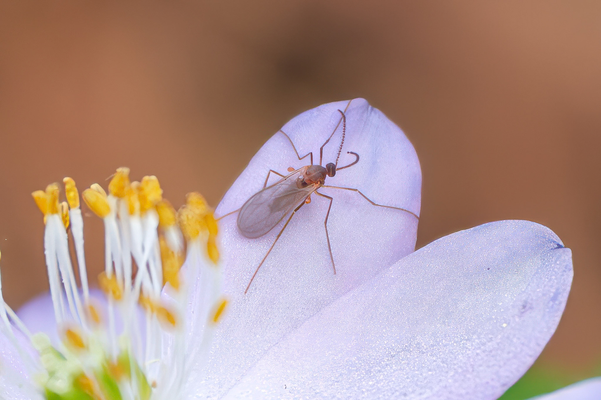 250424-666 Gall and Forest Midges (Family Cecidomyiidae)