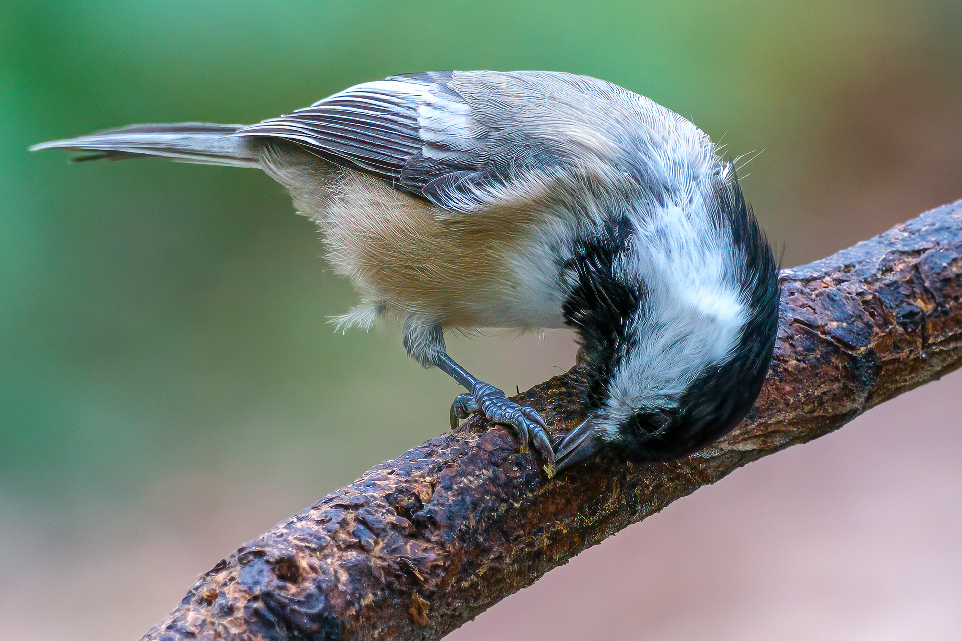 250923-947 Shy Black-capped Chickadee
