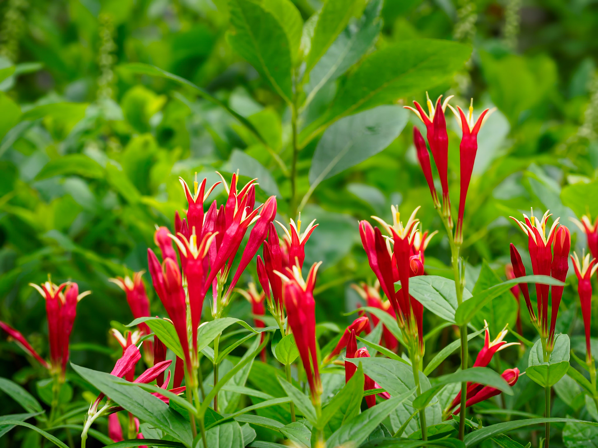 24724-012 Spigelia Marilandica (Woodland Pinkroot)