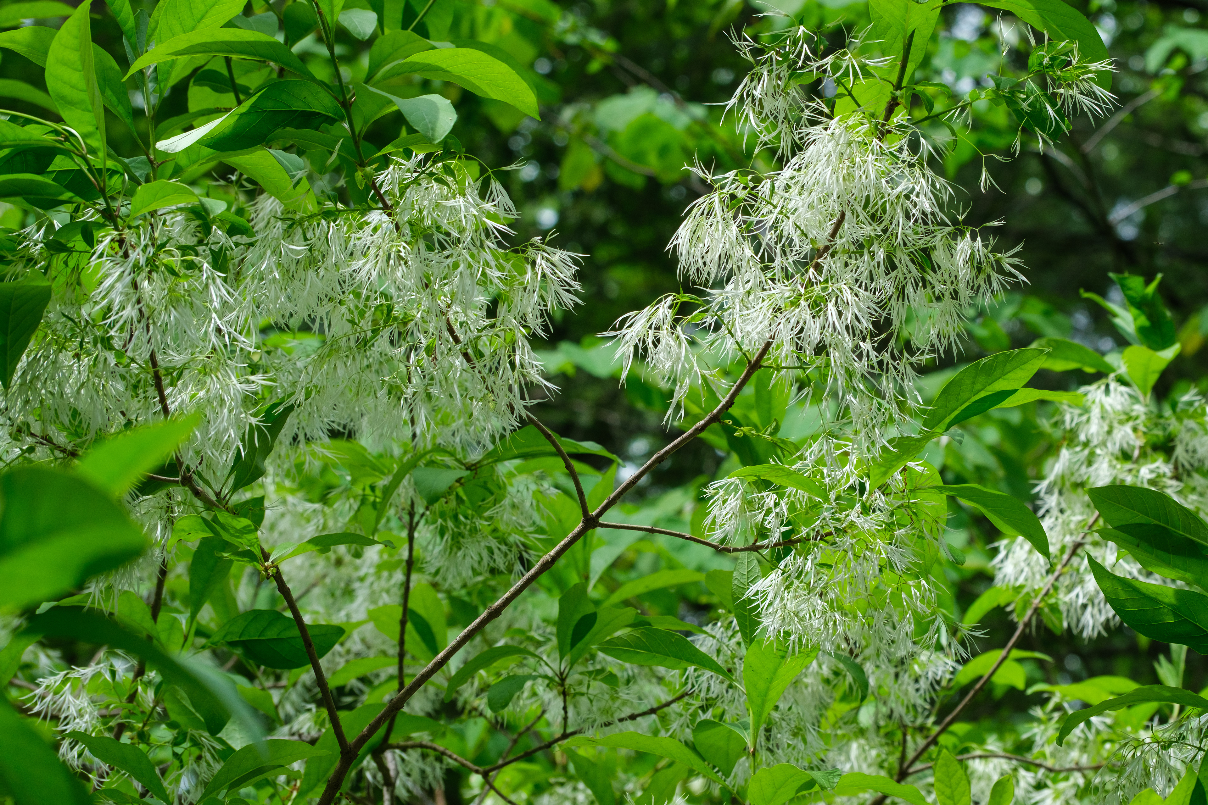 260531-560 White Fringetree (Chionanthus virginicus)