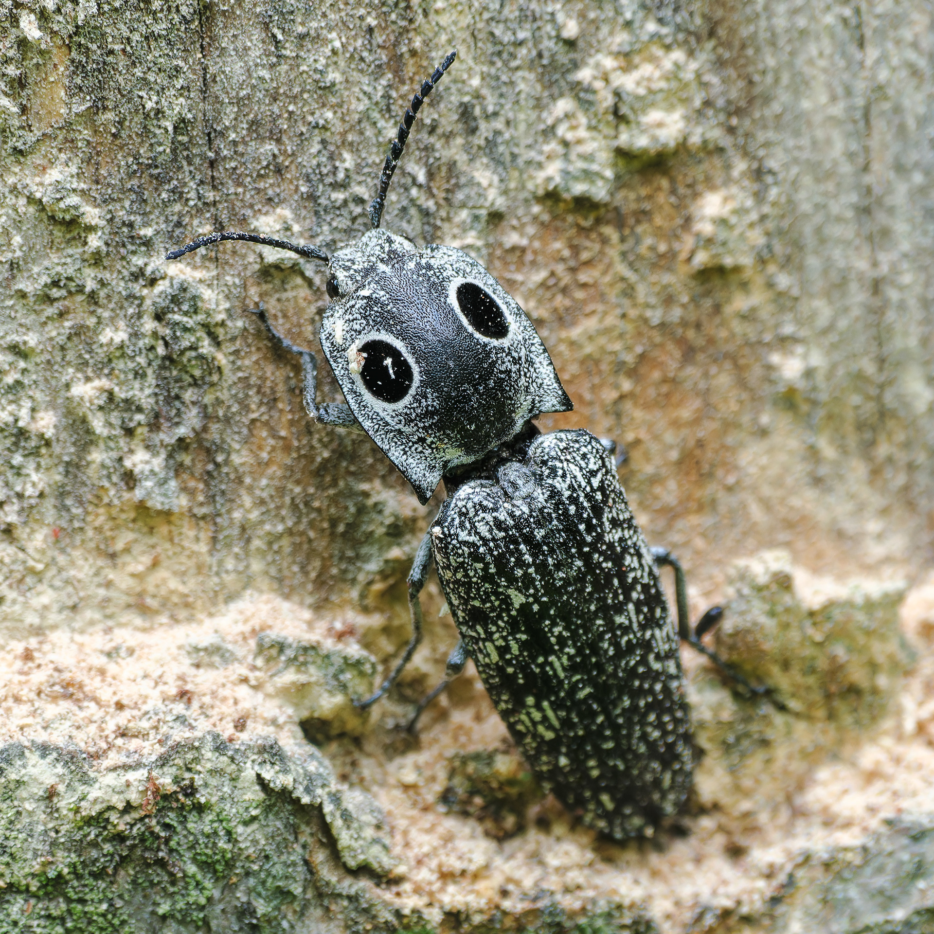 250530-574 Eastern Eyed Click Beetle (Alaus oculatus)