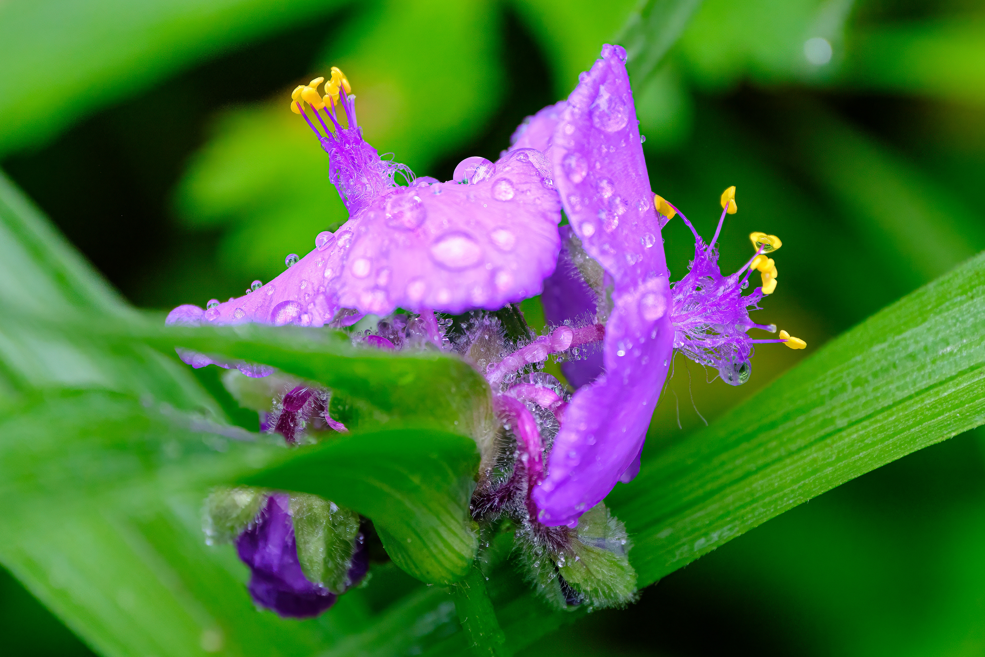 250610-655 Longbract Spiderwort (Tradescantia bracteata)