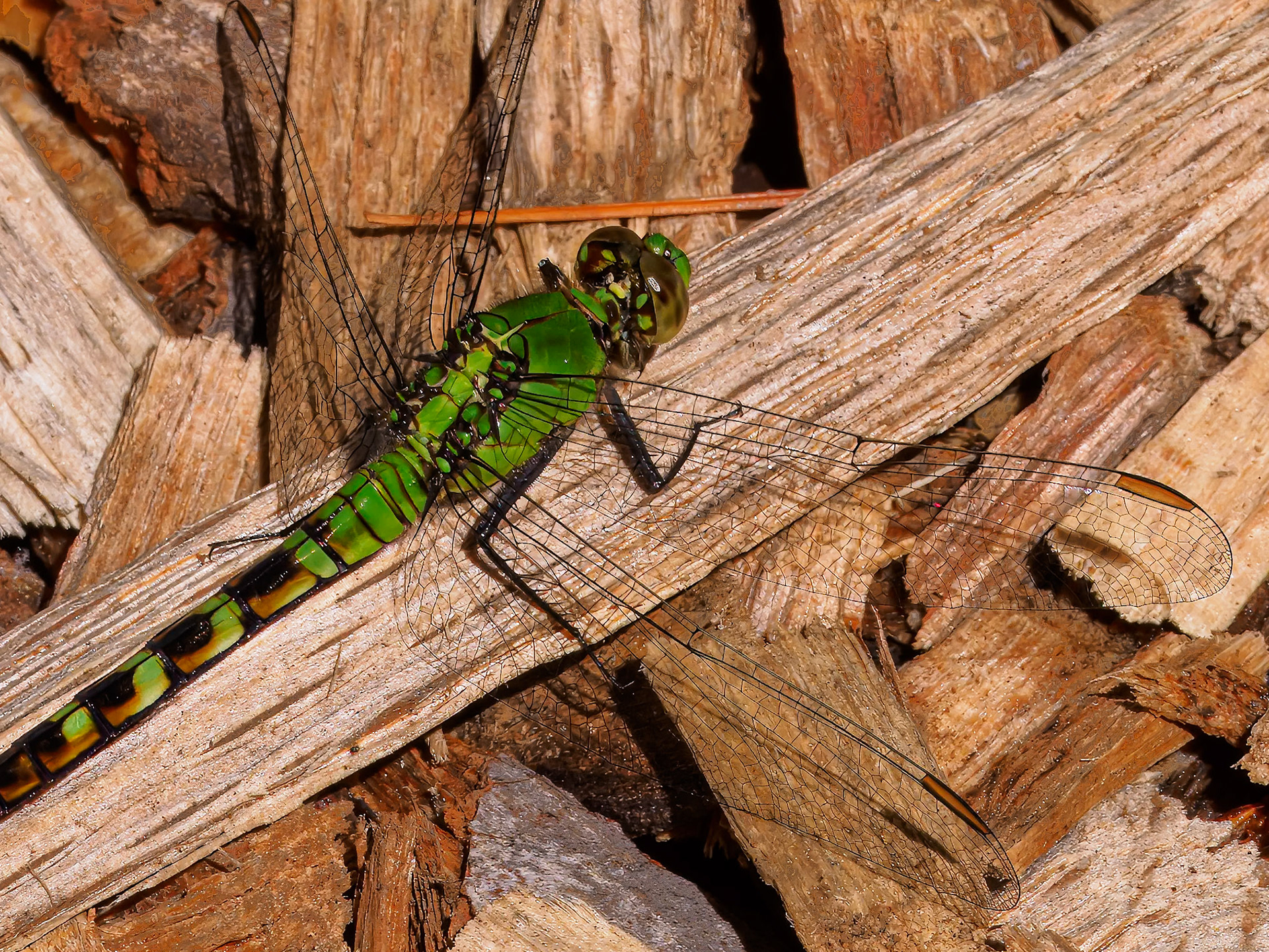 24624-005 Dragonfly