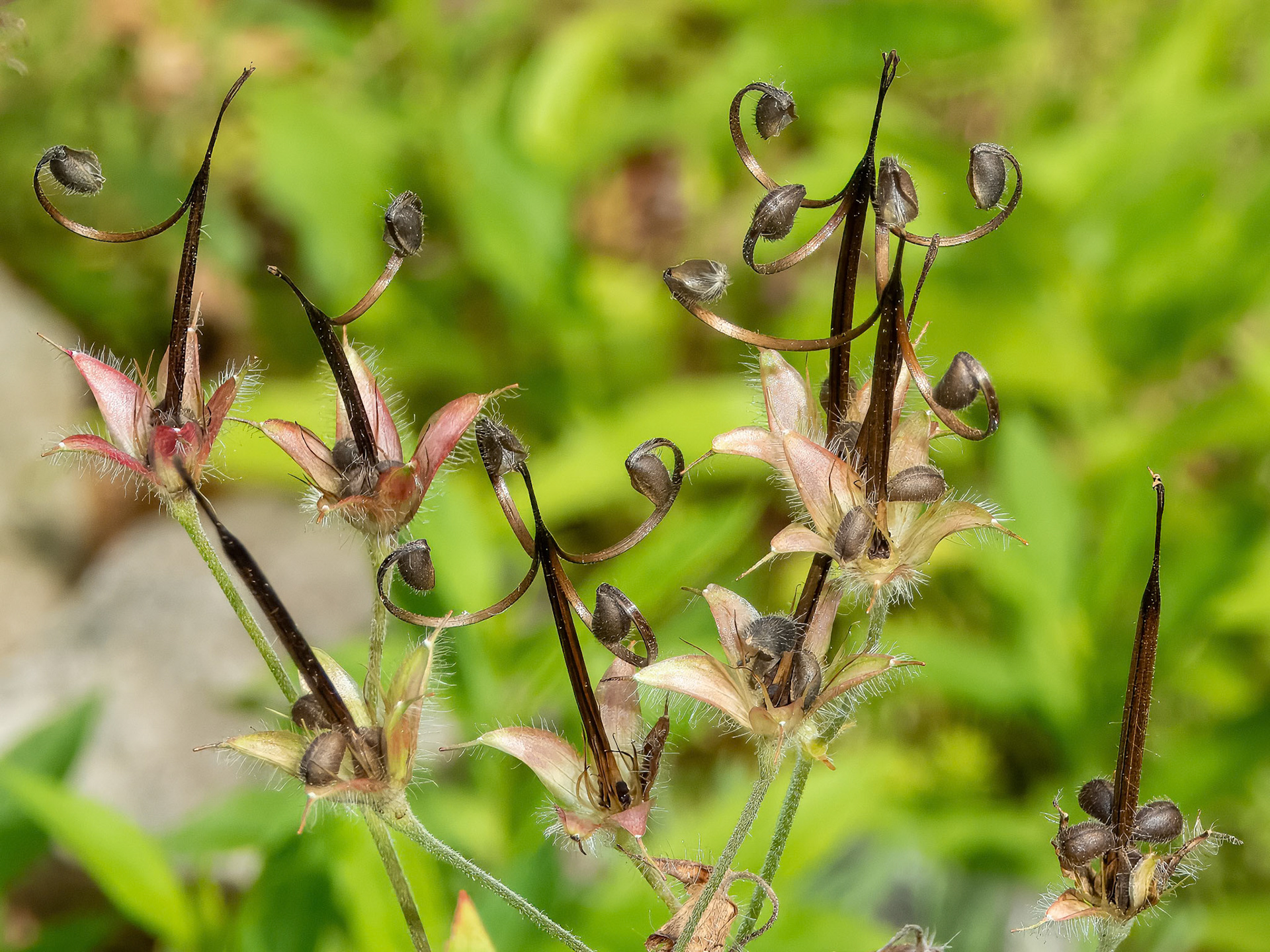 Geranium Maculatum ©dag