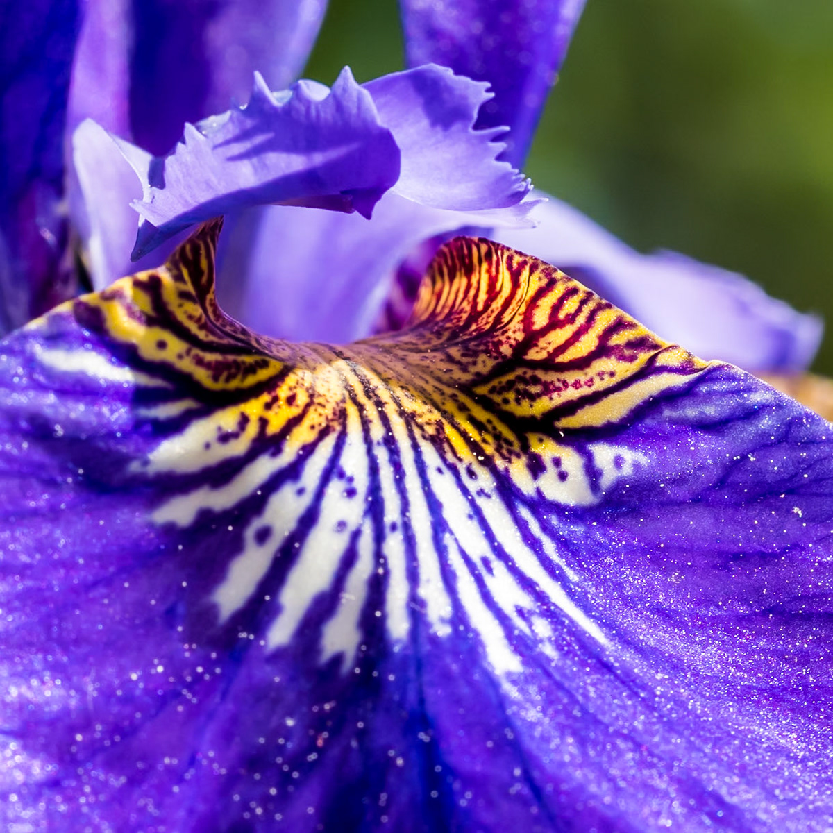 15529074 Amazing Display