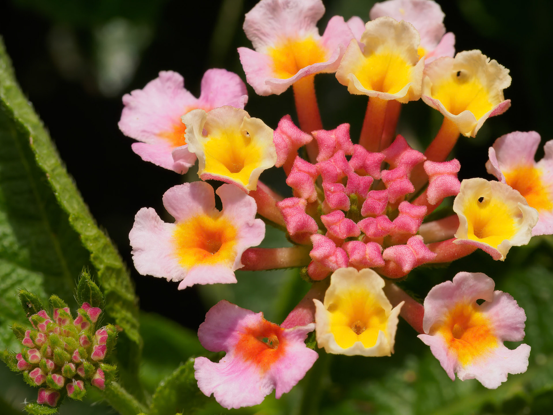 24720-014 Lantana