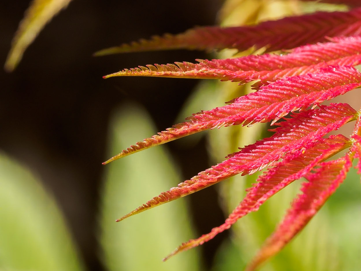 17504050 Red Fingers