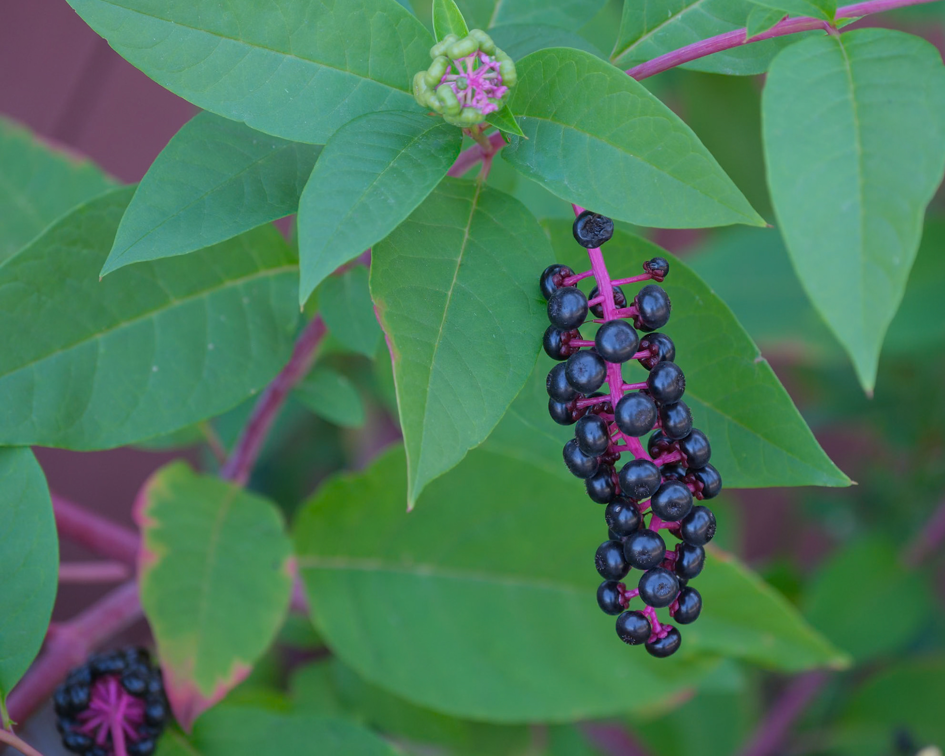 240915-760 American Pokeweed (Phytolacca americana)