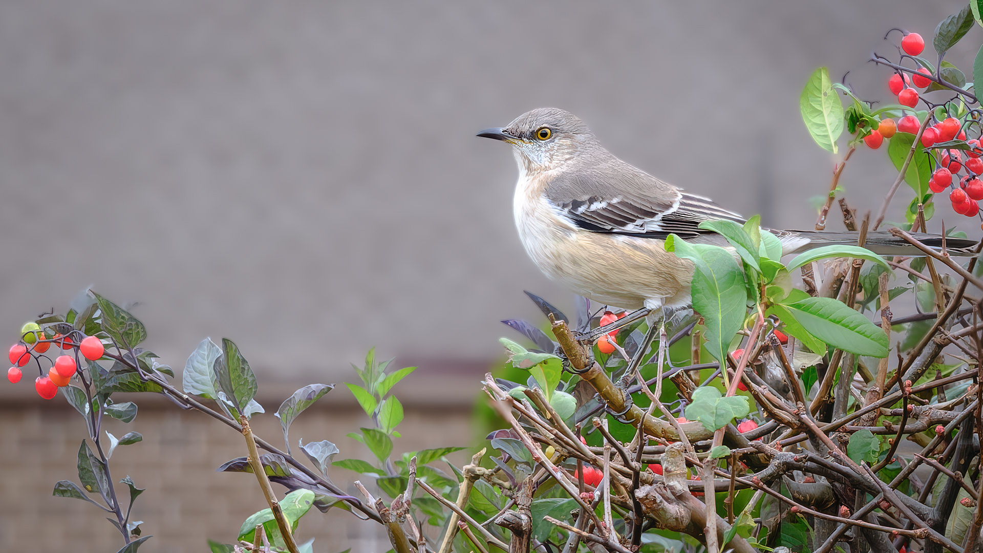 251109-306 Northern Mockingbird (Mimus polyglottos)