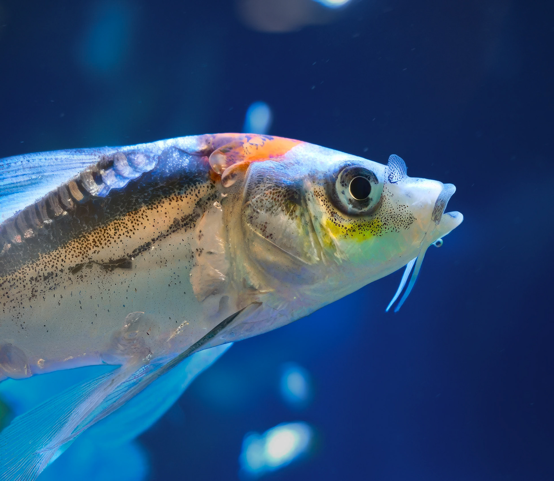 240909-603 Amur Carp (Cyprinus rubrofuscus)