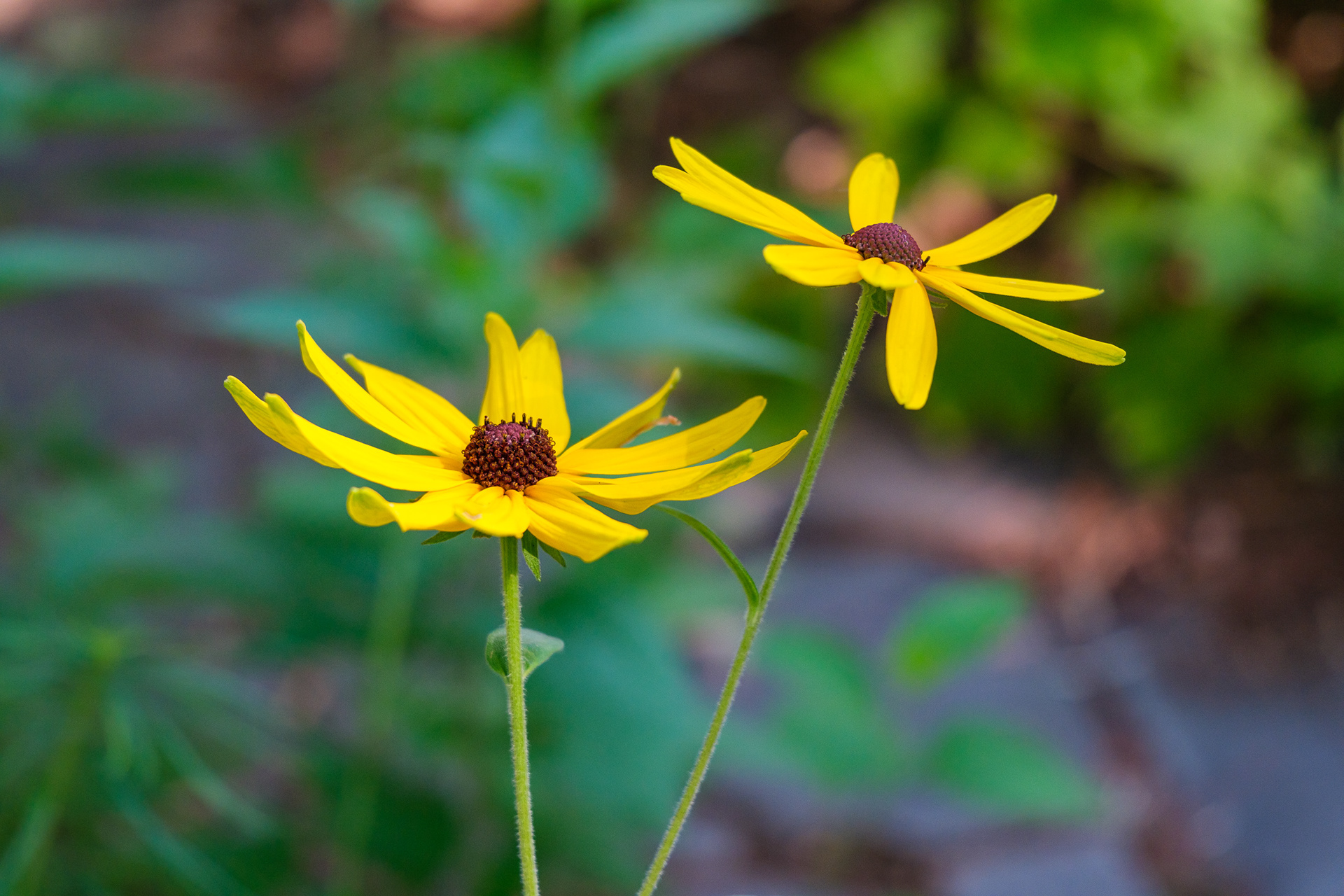 250809-503 Sweet Black-eyed Susan (Rudbeckia subtomentosa)