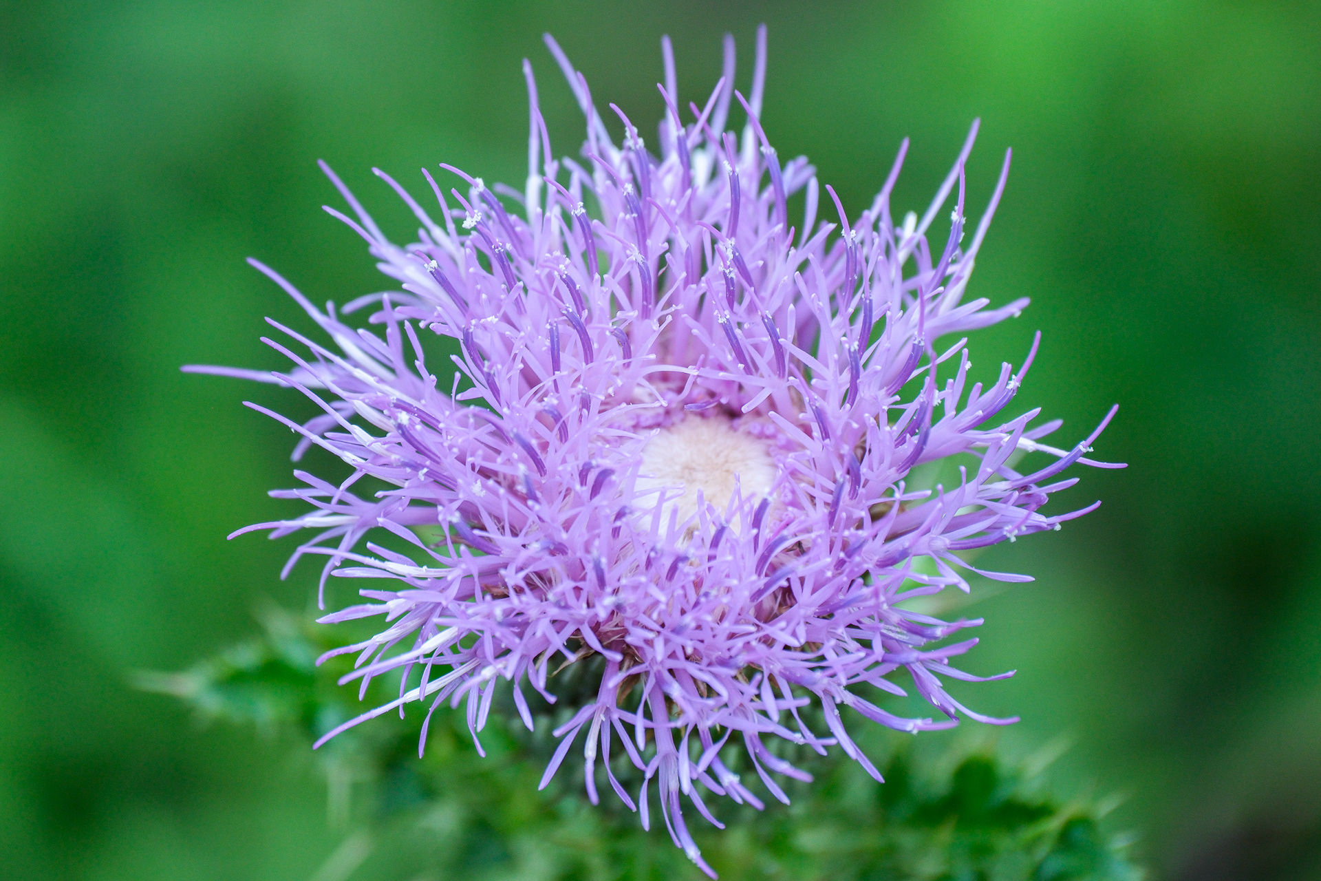 250801-466 Plume Thistles (Genus Cirsium)