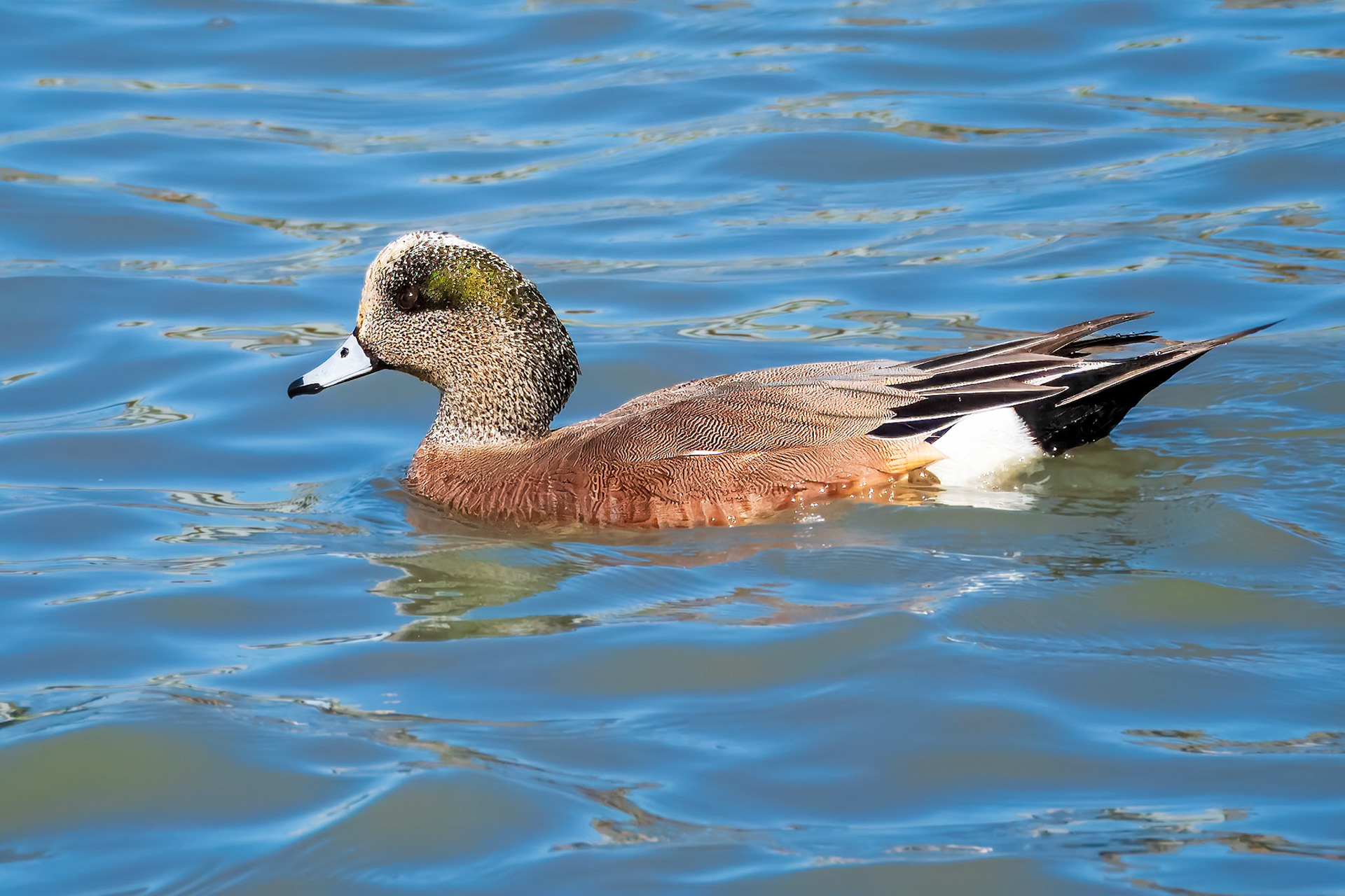 24315287 American Wigeon
