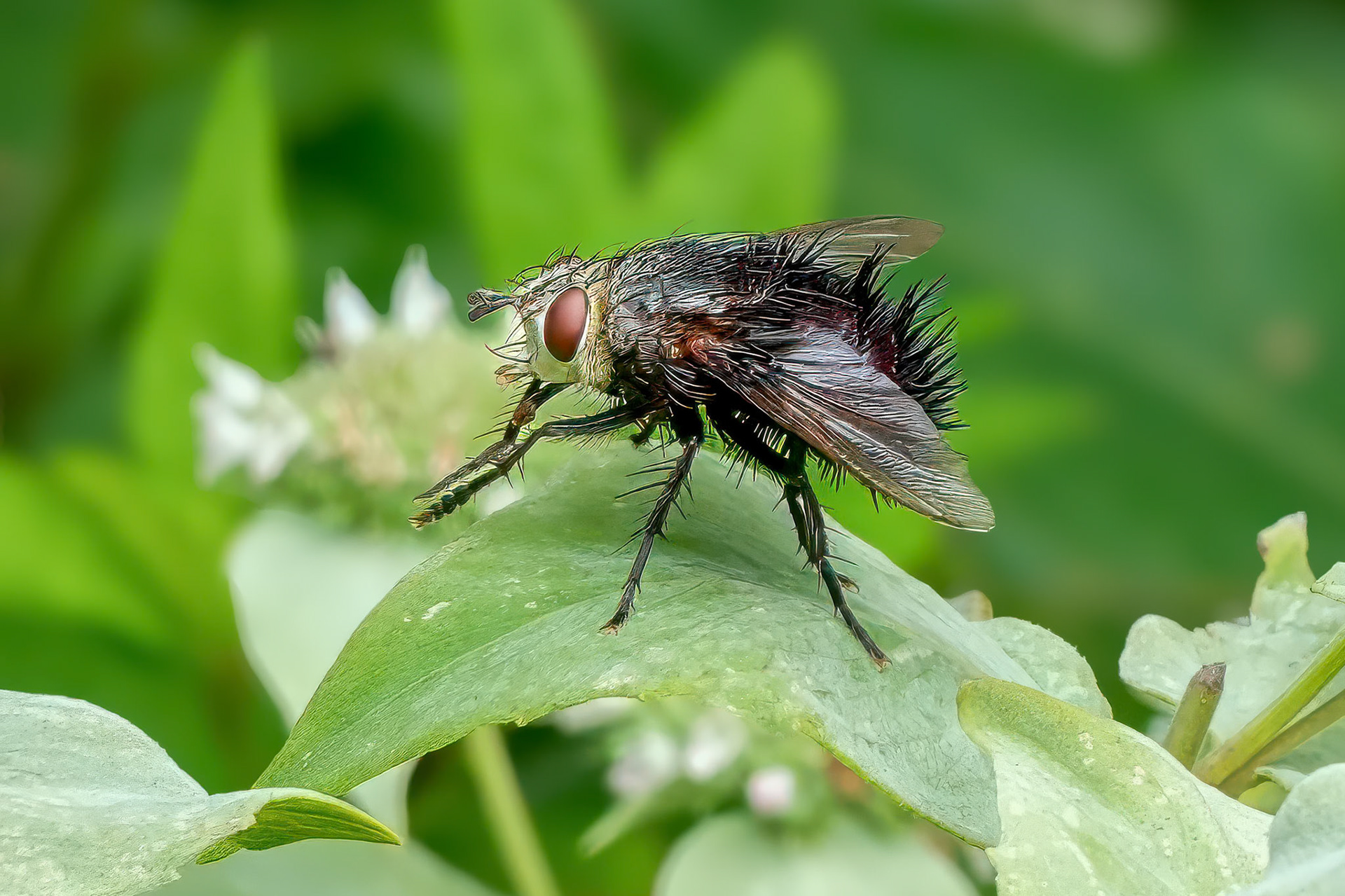 240820-170 Juriniopsis adusta (tachinid or bristle fly)
