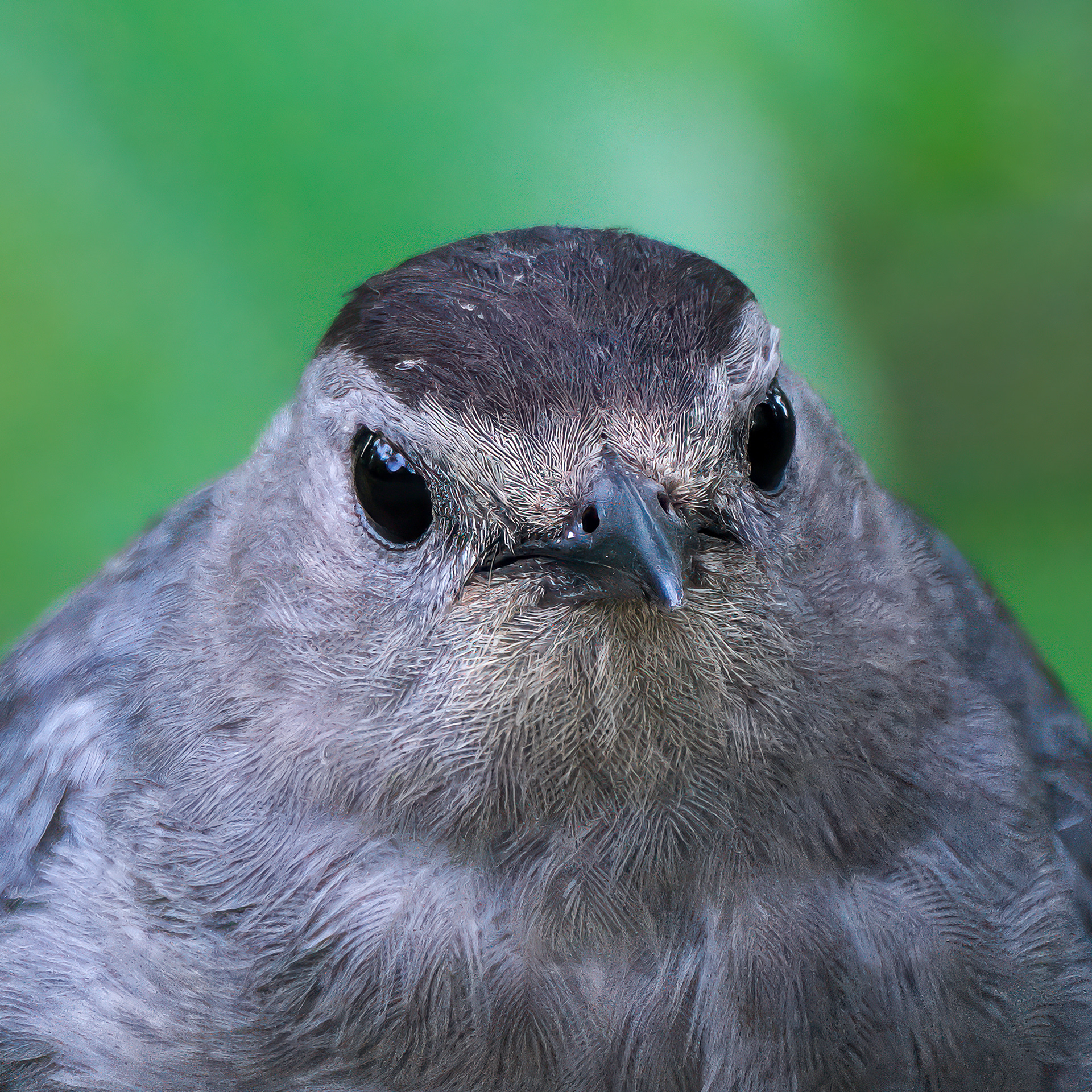 250720-241 Gray Catbird (Dumetella carolinensis)