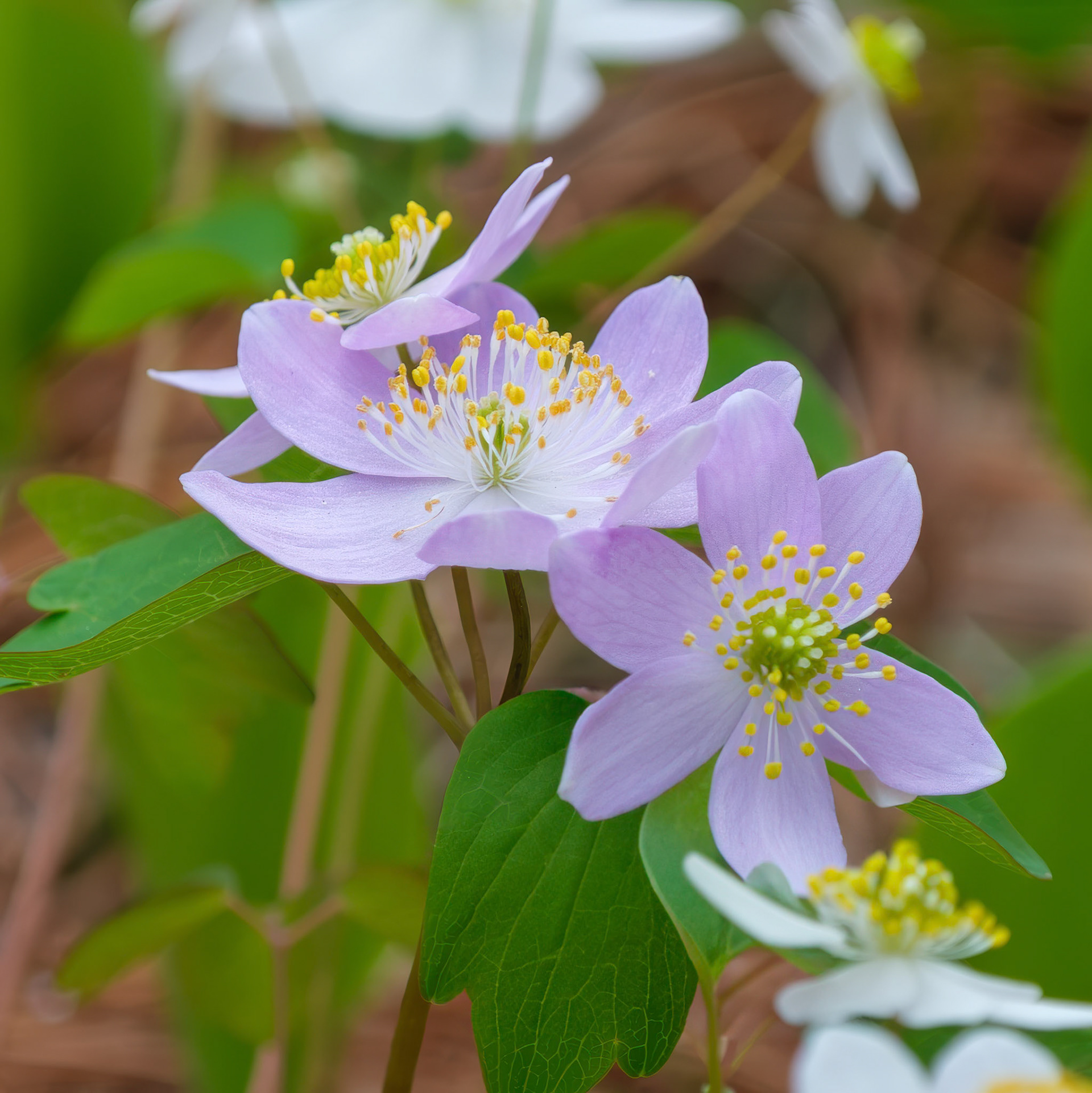 250424-665 Rue Anemone (Thalictrum thalictroides)