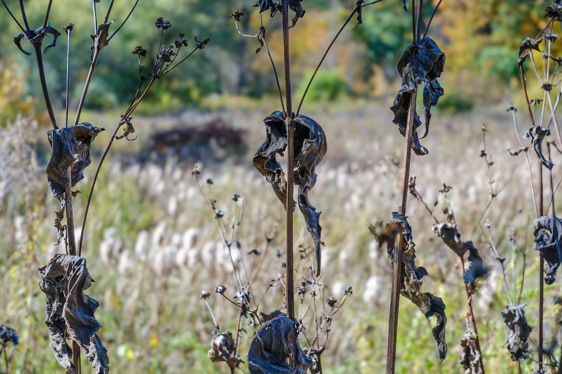 241020-186 Cup Plant (Silphium perfoliatum)
