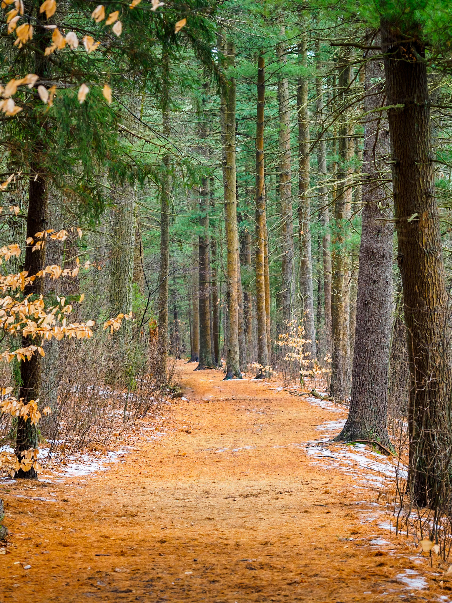 16109064 Winter Path