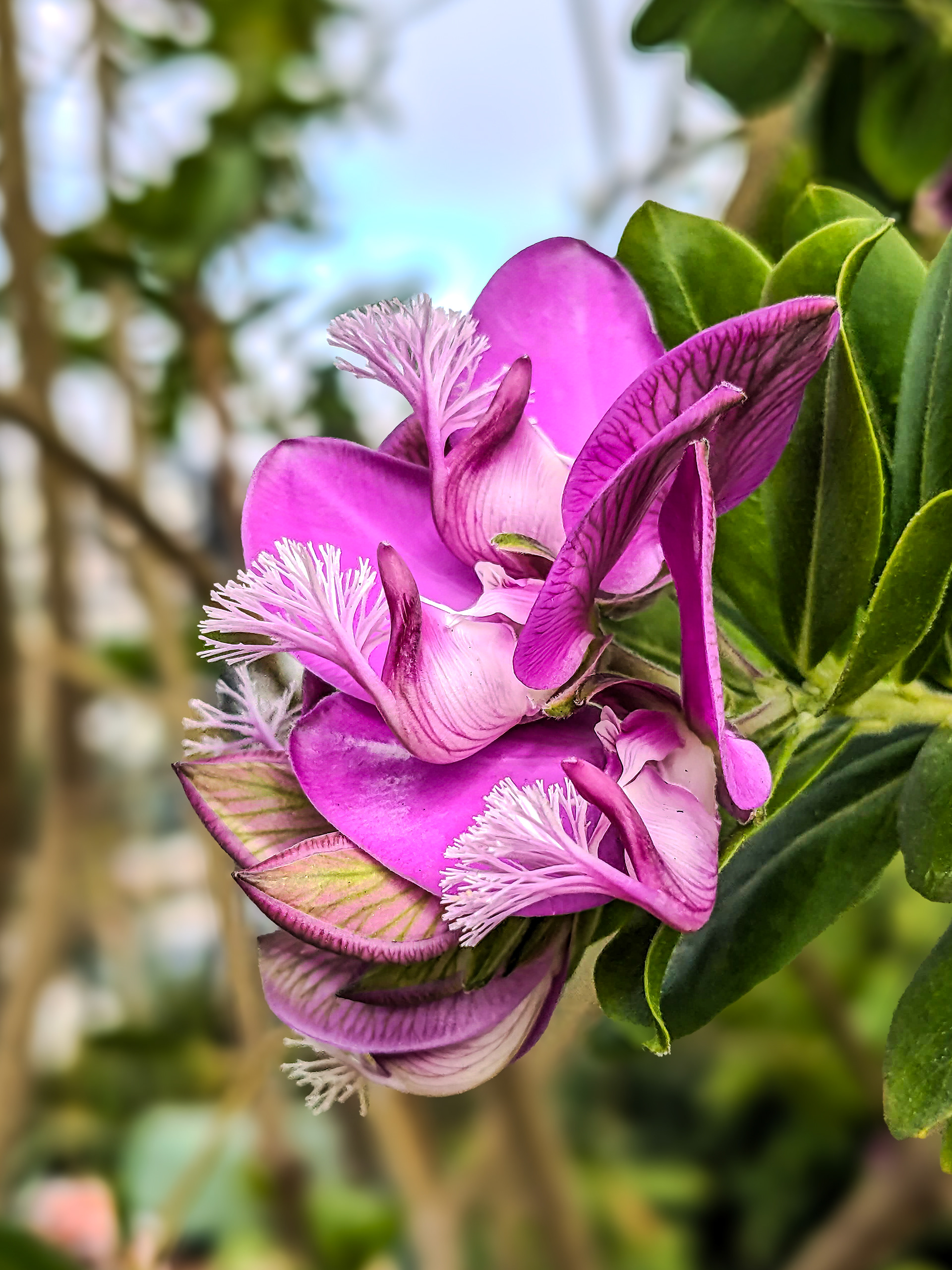 PXL250712-194 Sweet Pea Shrub (Polygala myrtifolia)