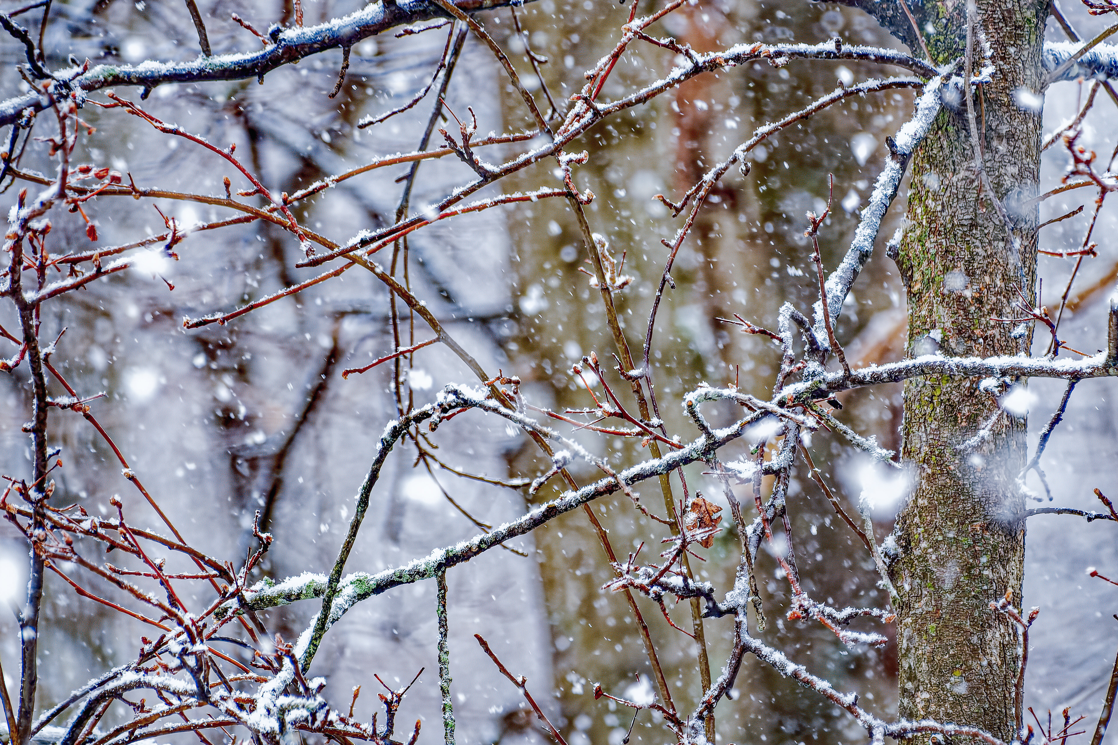 260107-437 It's Snowing Out