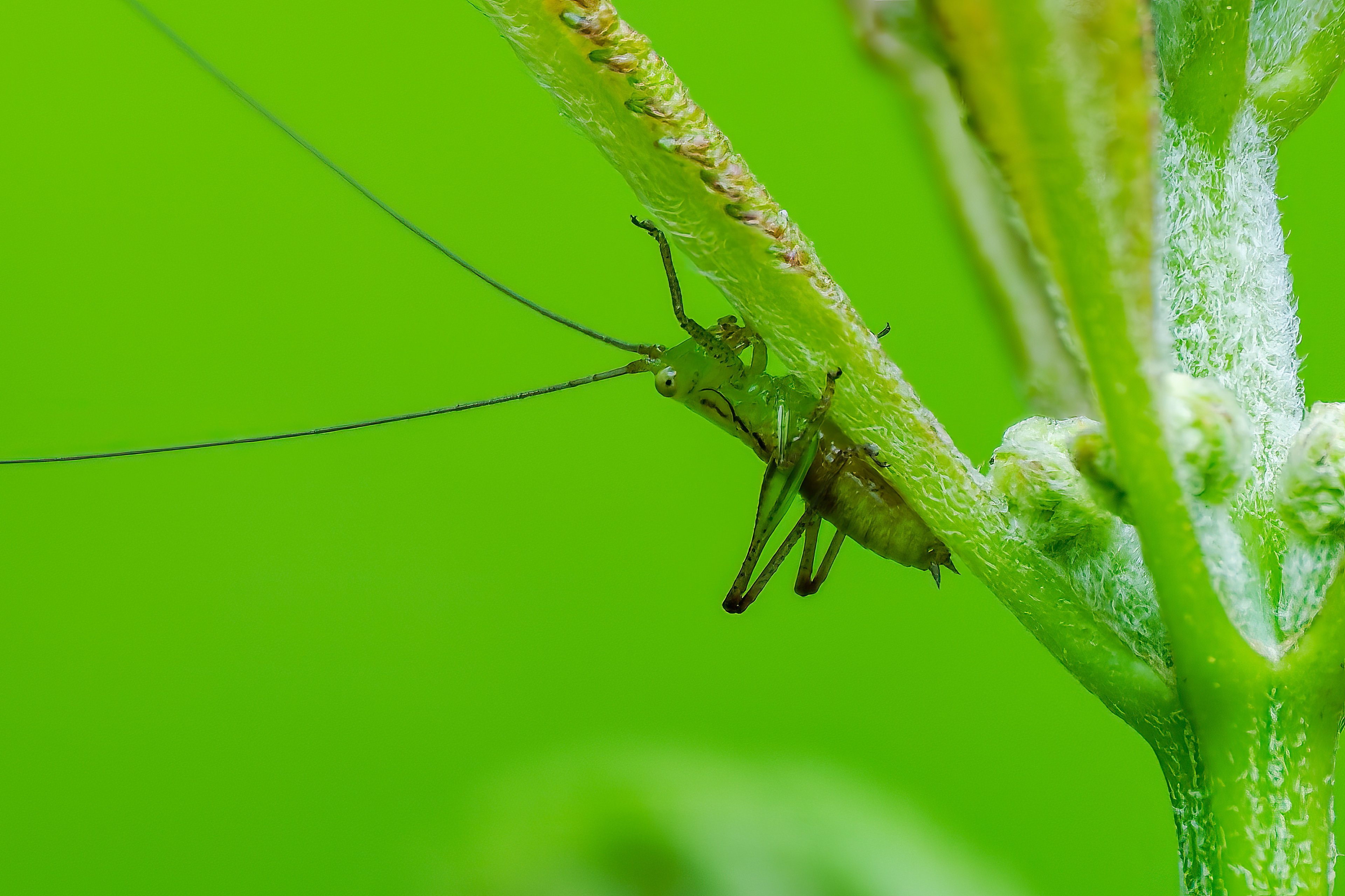 250626-777 Short-winged Meadow Katydid (Conocephalus brevipennis)