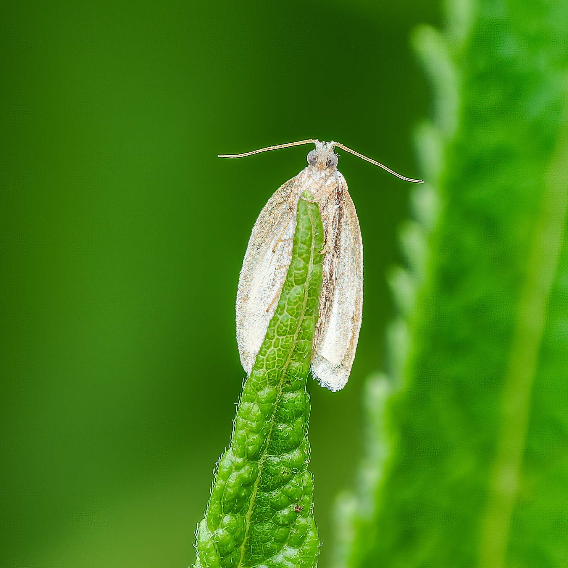 250626-775 Tortricine Leafroller Moths (Subfamily Tortricinae)