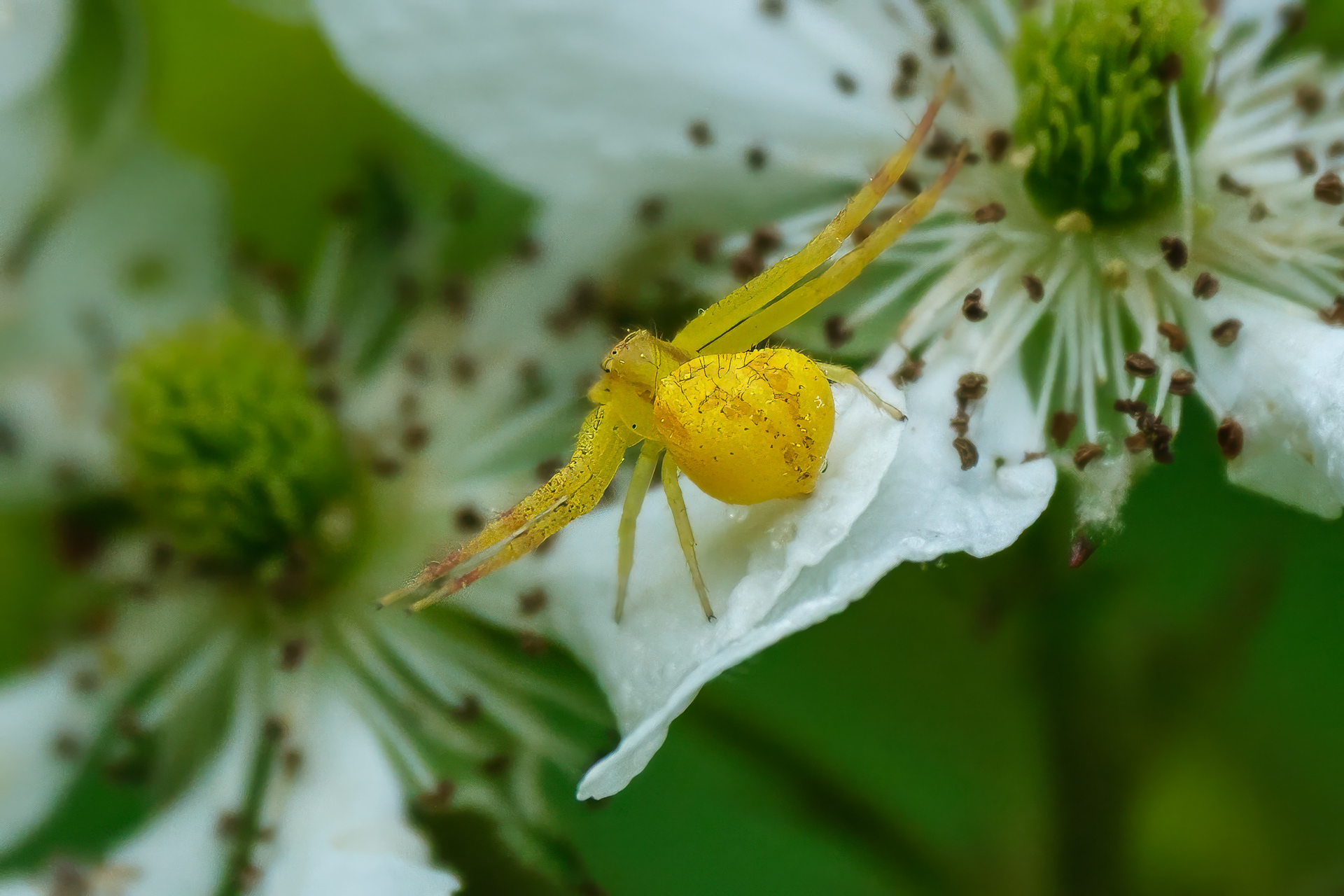 250530-569 Northern Crab Spider (Mecaphesa asperata)