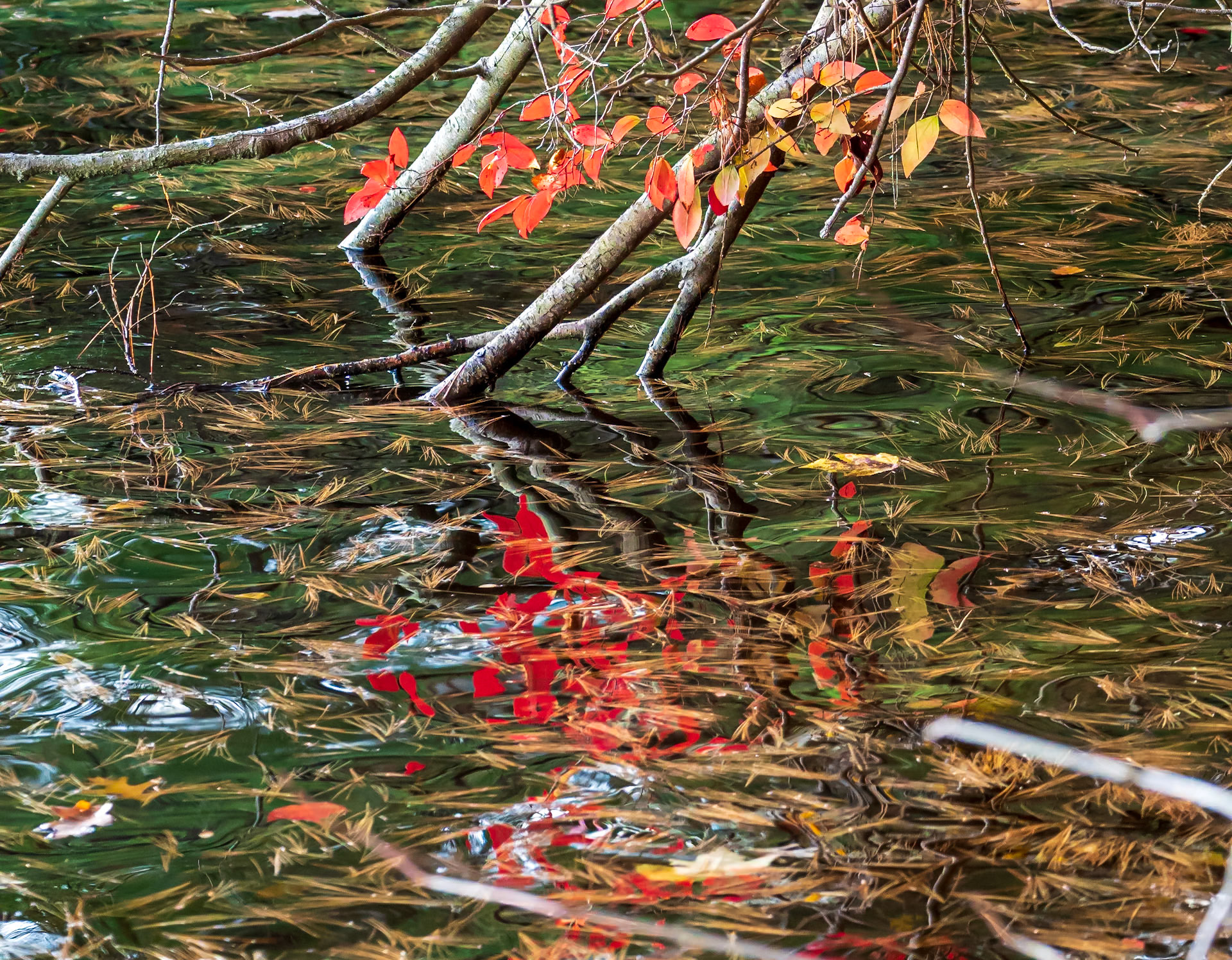 21A31051 Water Carpet