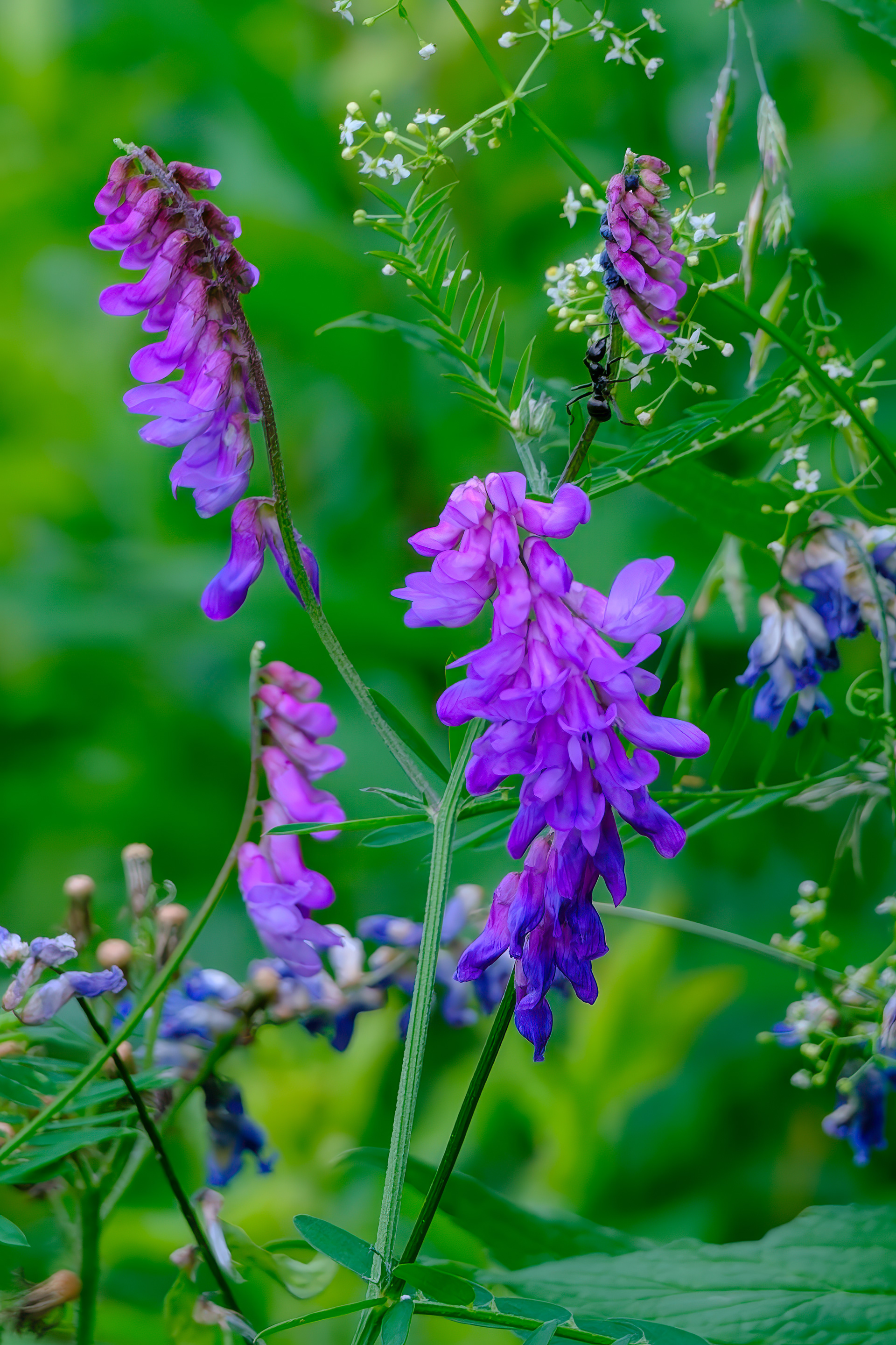 260618-600 Tufted Vetch (Vicia cracca)