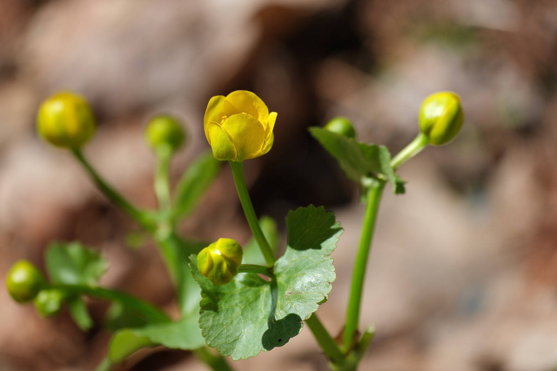250417-245 Marsh Marigold (Caltha palustris)