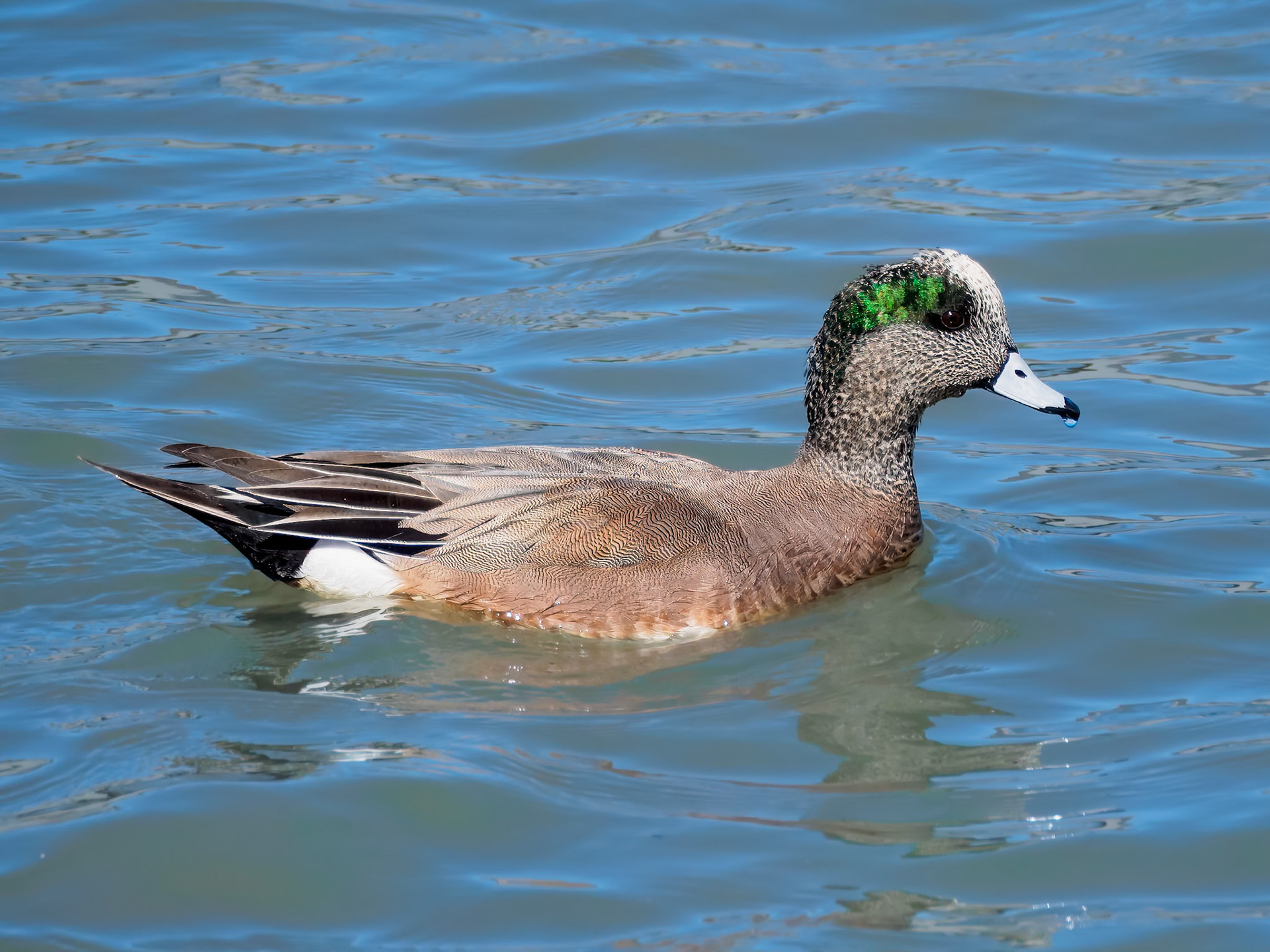 24315304 American Wigeon